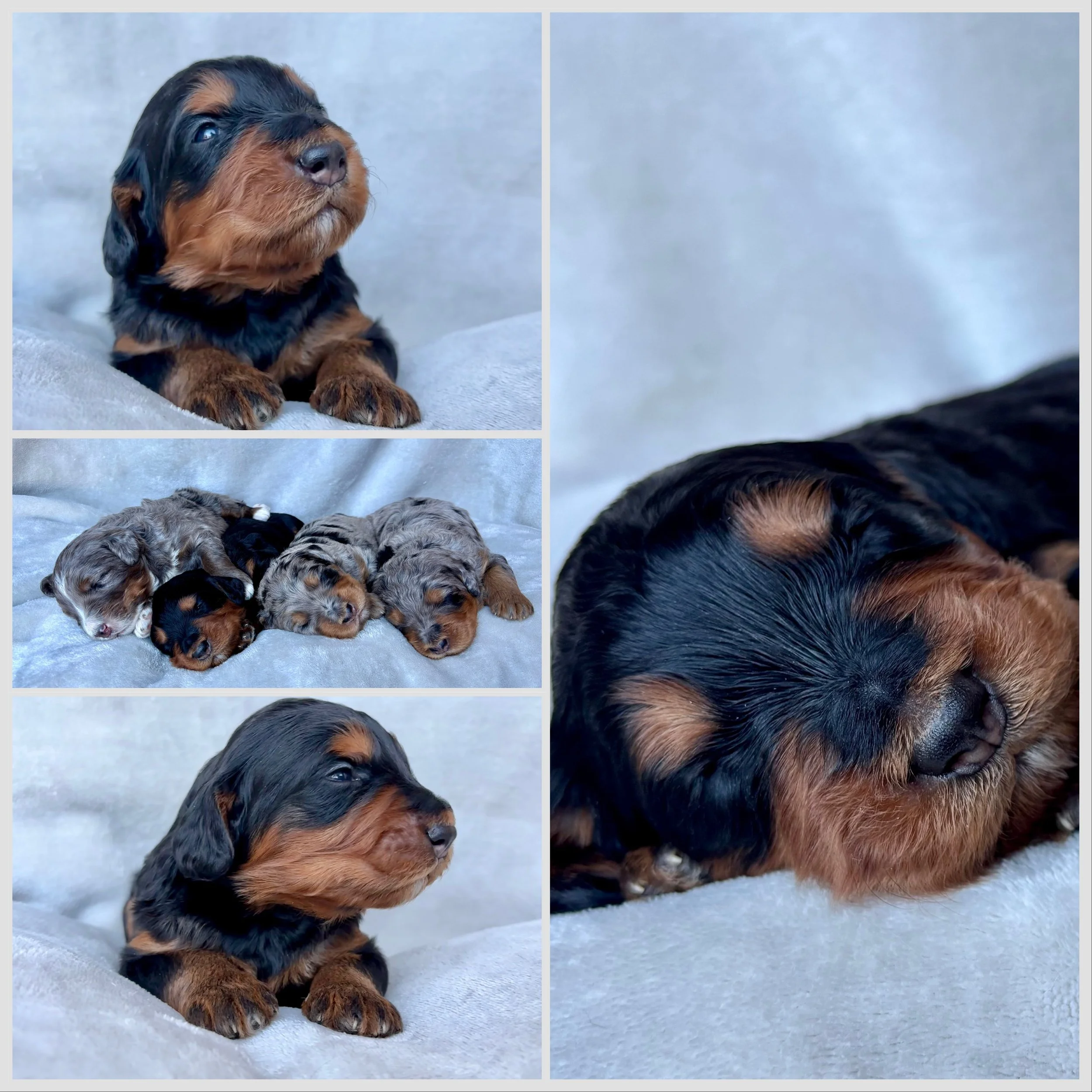 Bernadoodle- F1 Standard Black Phantom-Female