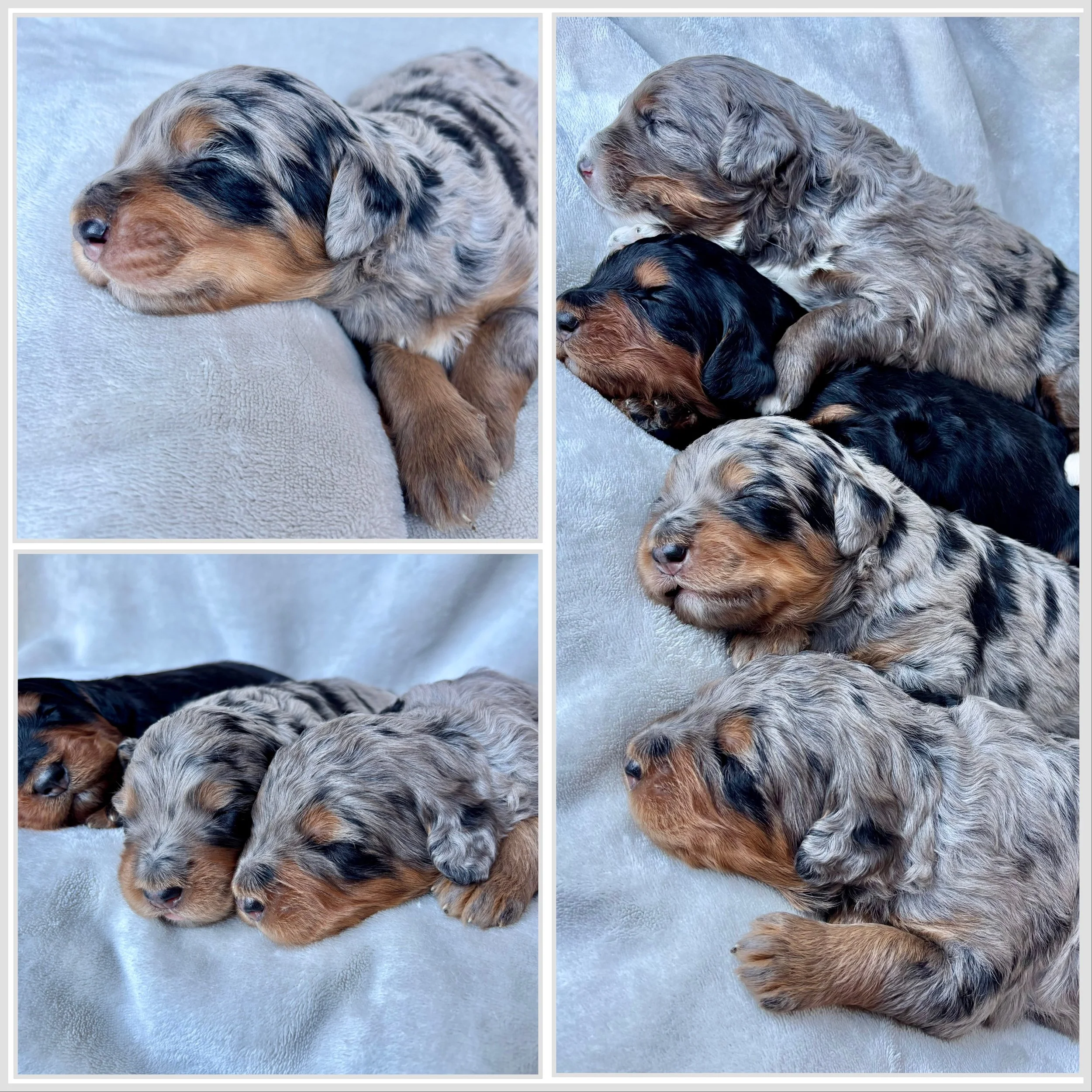 Bernedoodle- F1 Standard- Phantom Merle- Female