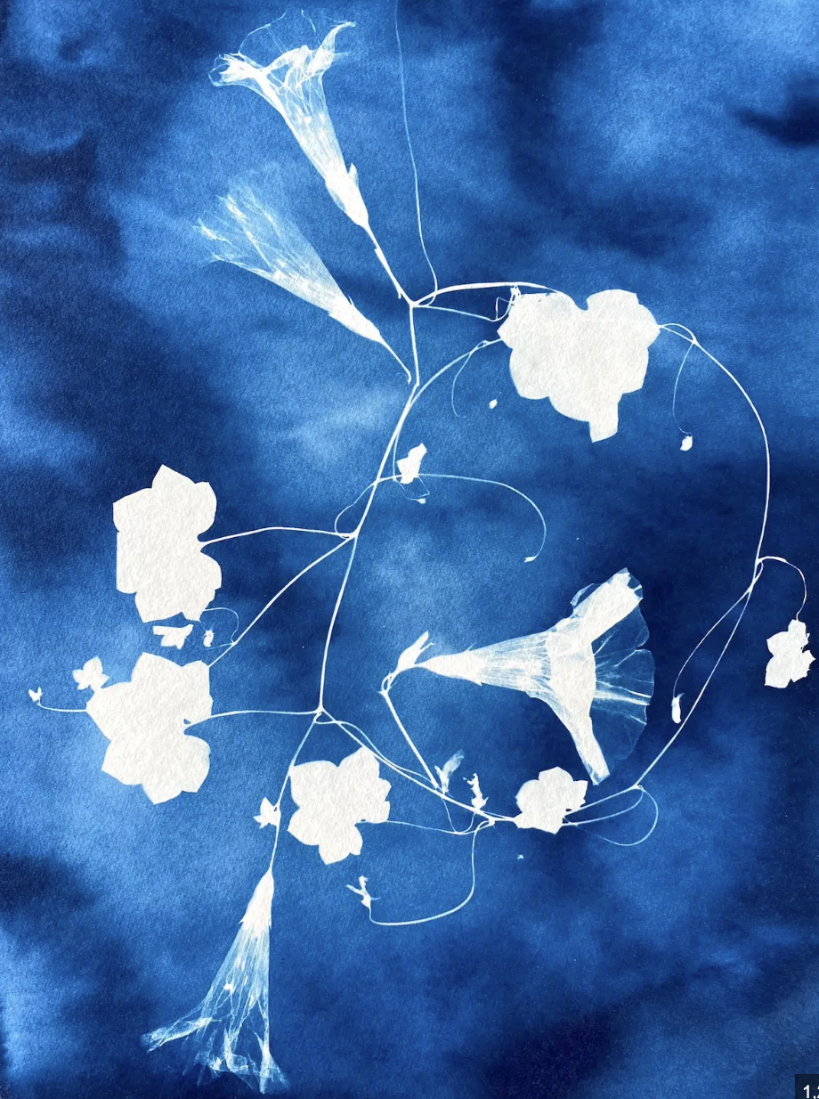 Personal Interest Project: Cyanotype printing