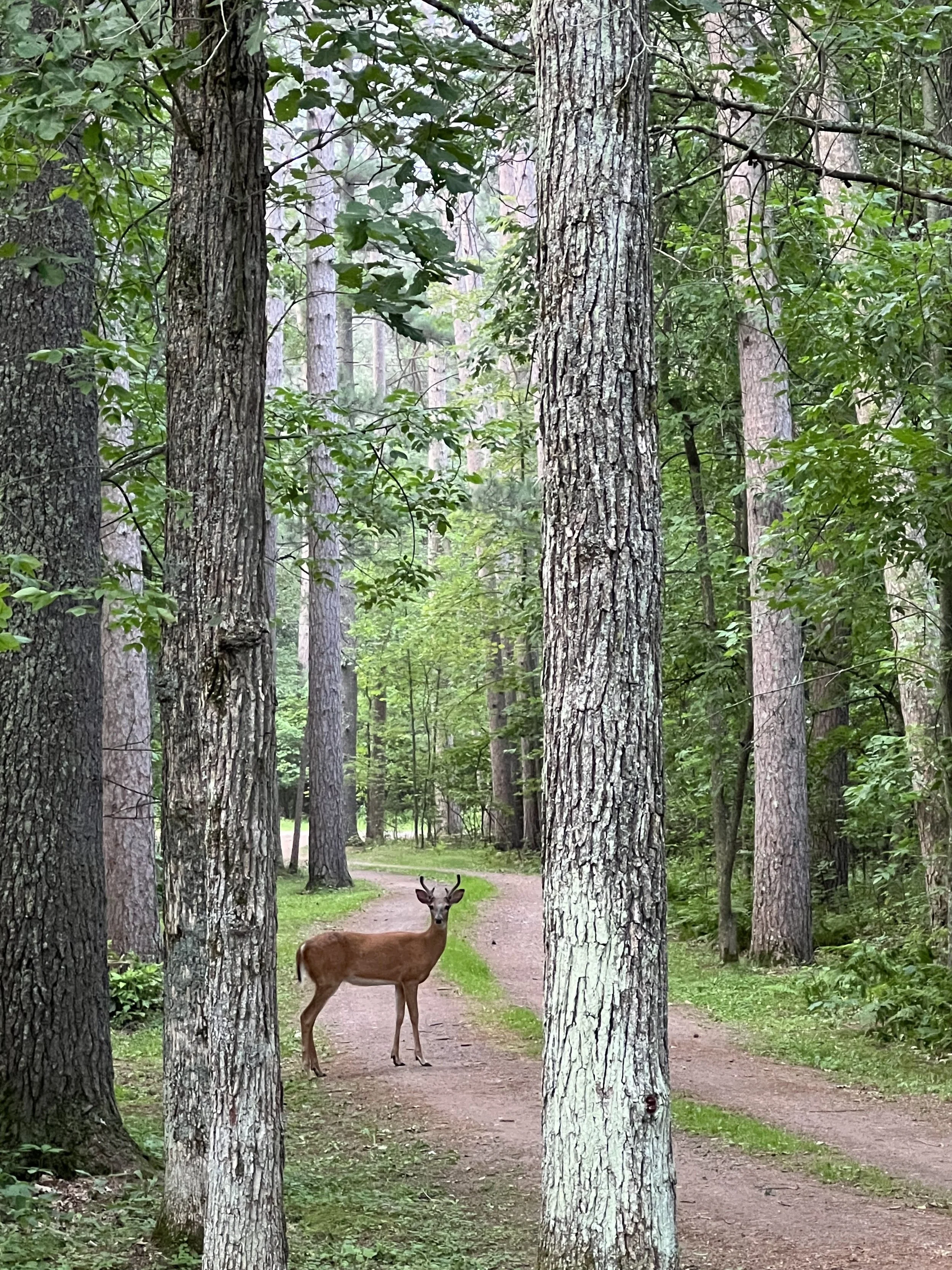 A deer stands on a dirt path in a lush green forest surrounded by tall trees.