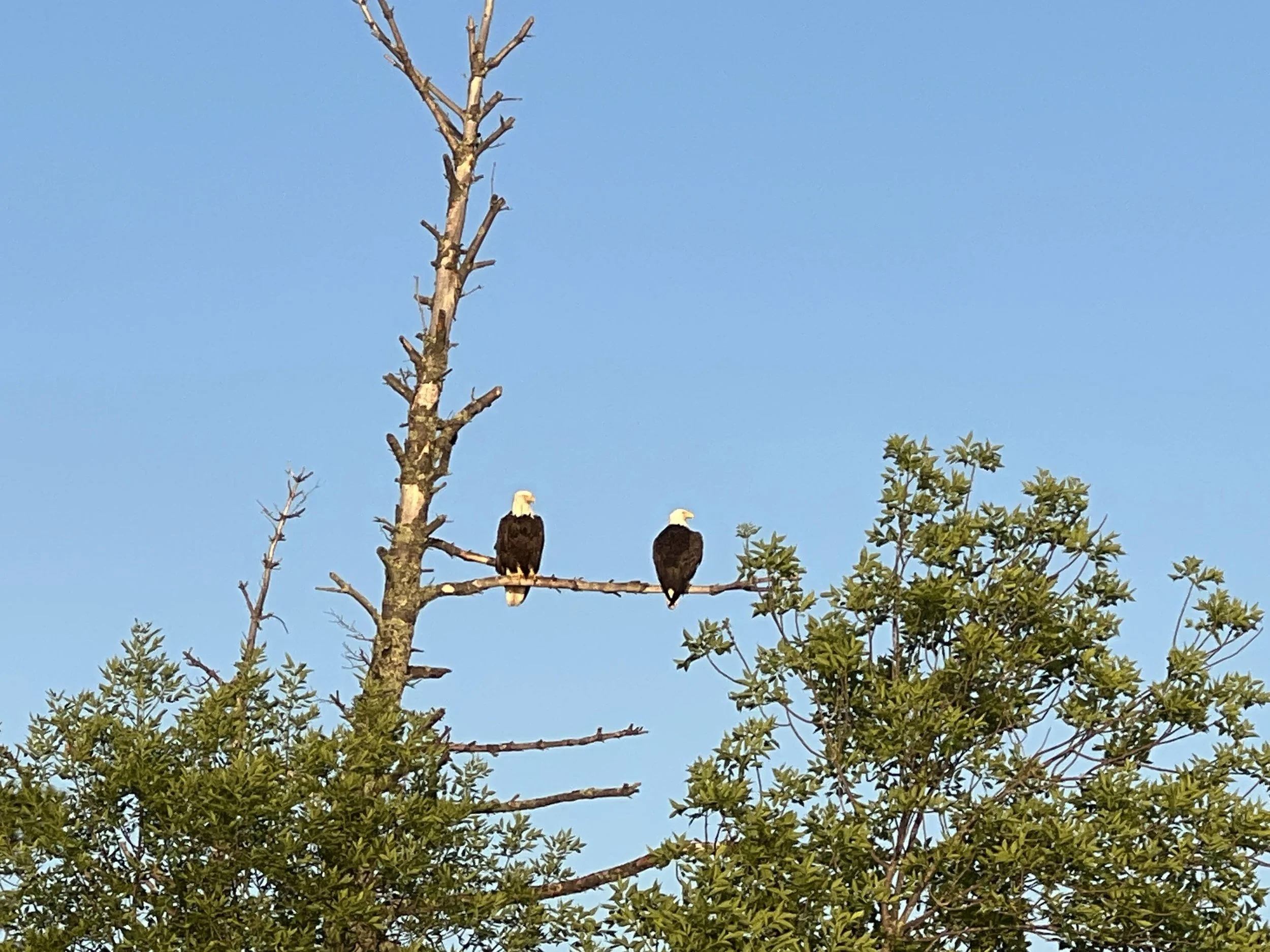 Two bald eagles perched on a high tree branch against a clear blue sky, with green foliage at the bottom of the image.