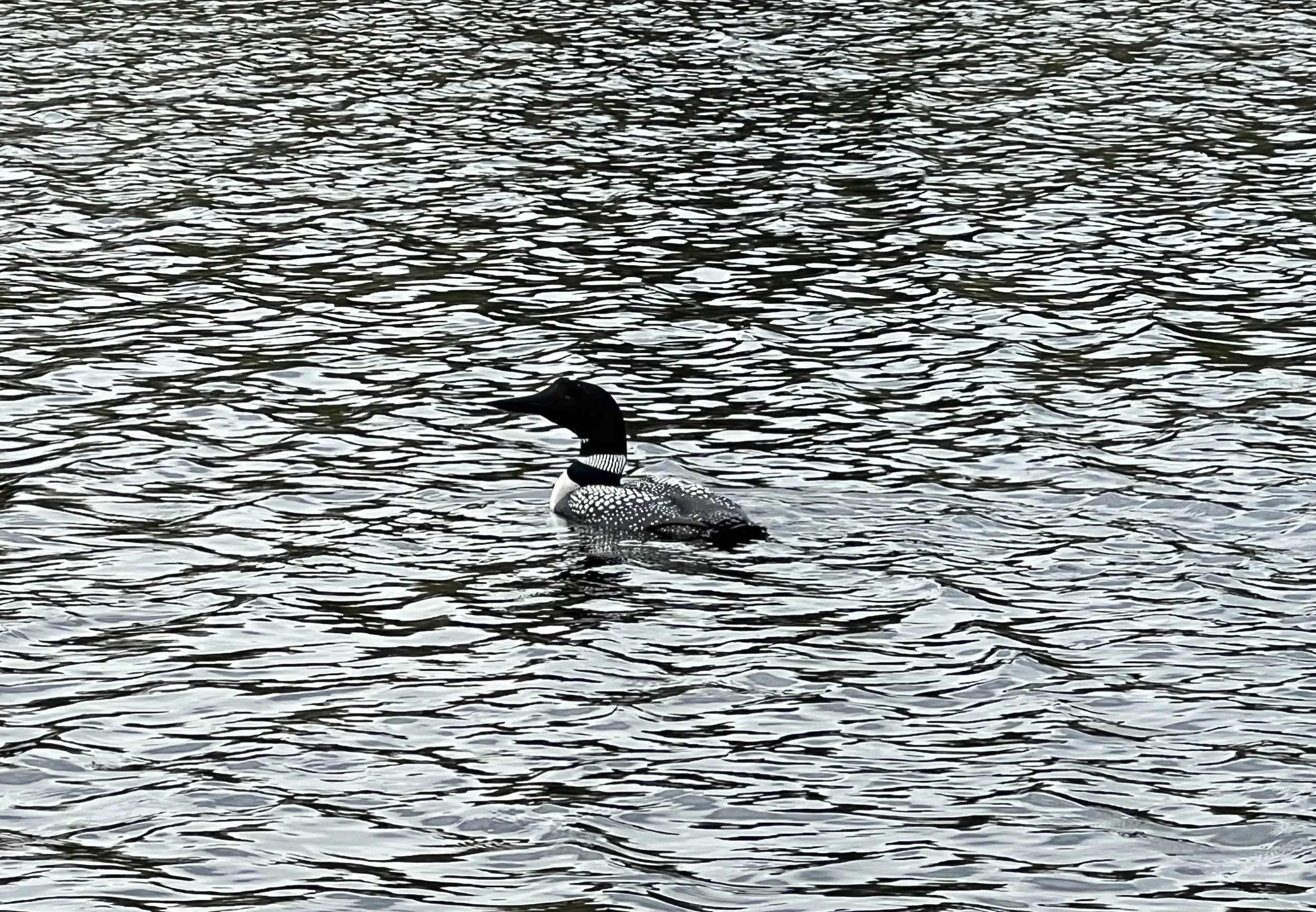 A loon swimming on a body of water with rippled surface.