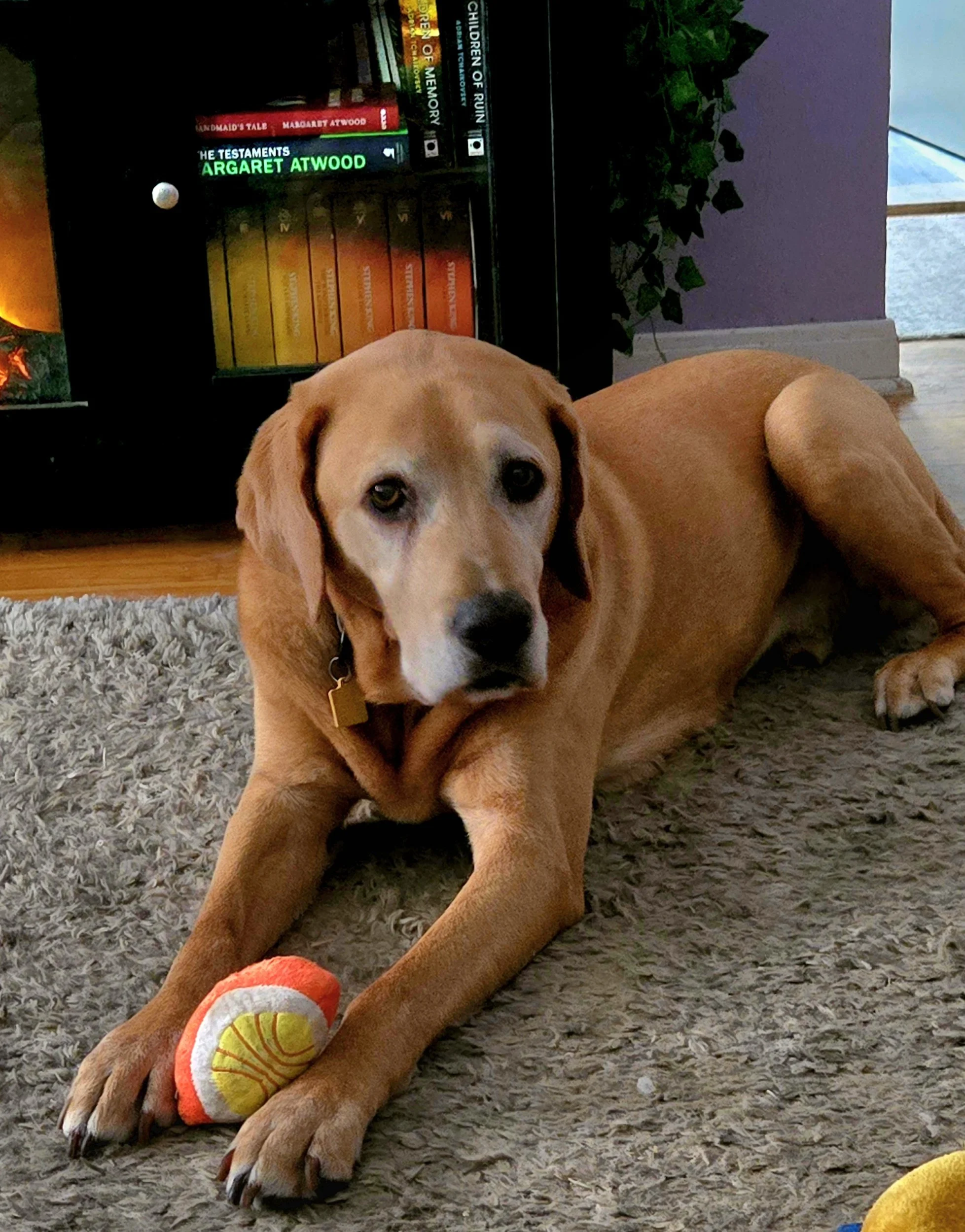 A tan dog with a black nose and collar lying on a gray rug, with a tennis ball under its paws, indoors near a bookshelf and purple wall.