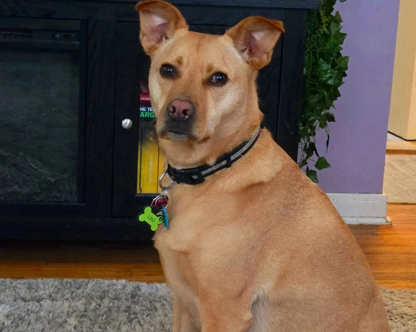 A tan dog with erect ears sitting indoors near a fireplace, wearing a black collar with tags, one shaped like a green bone with the name Leo.