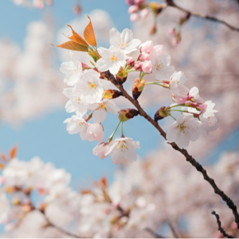 Photo of cherry blossoms on the free Discovery Call page of The Second Act Studio