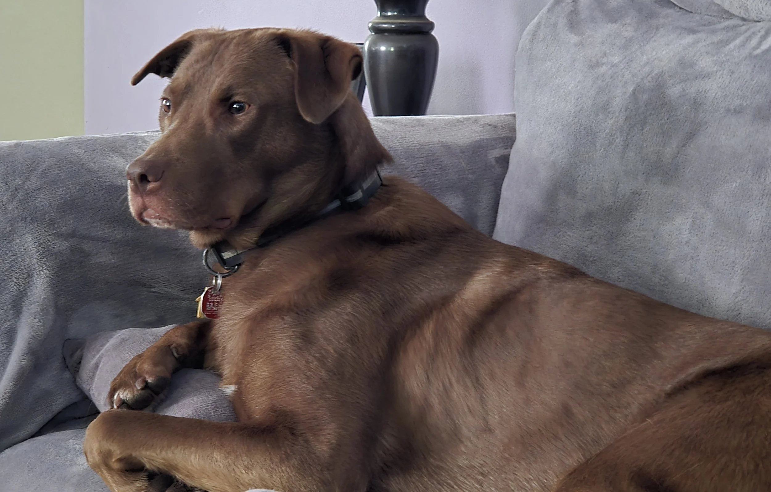 A brown dog is lying on a gray couch, looking to the side with a relaxed expression.
