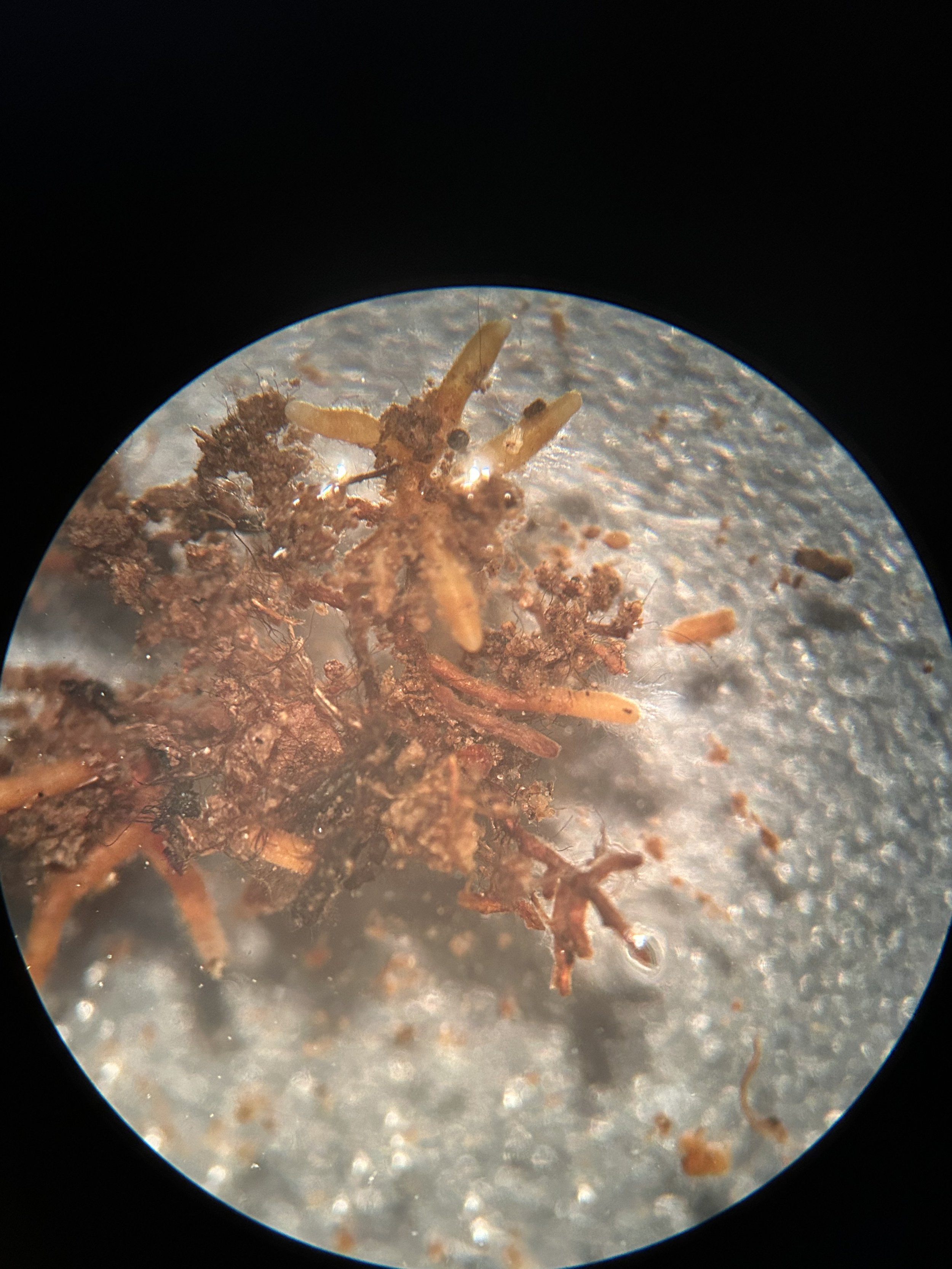 Bundle of root tips, often formed as ectomycorrhizal fungi colonize and encourage root tip differentiation of their host.