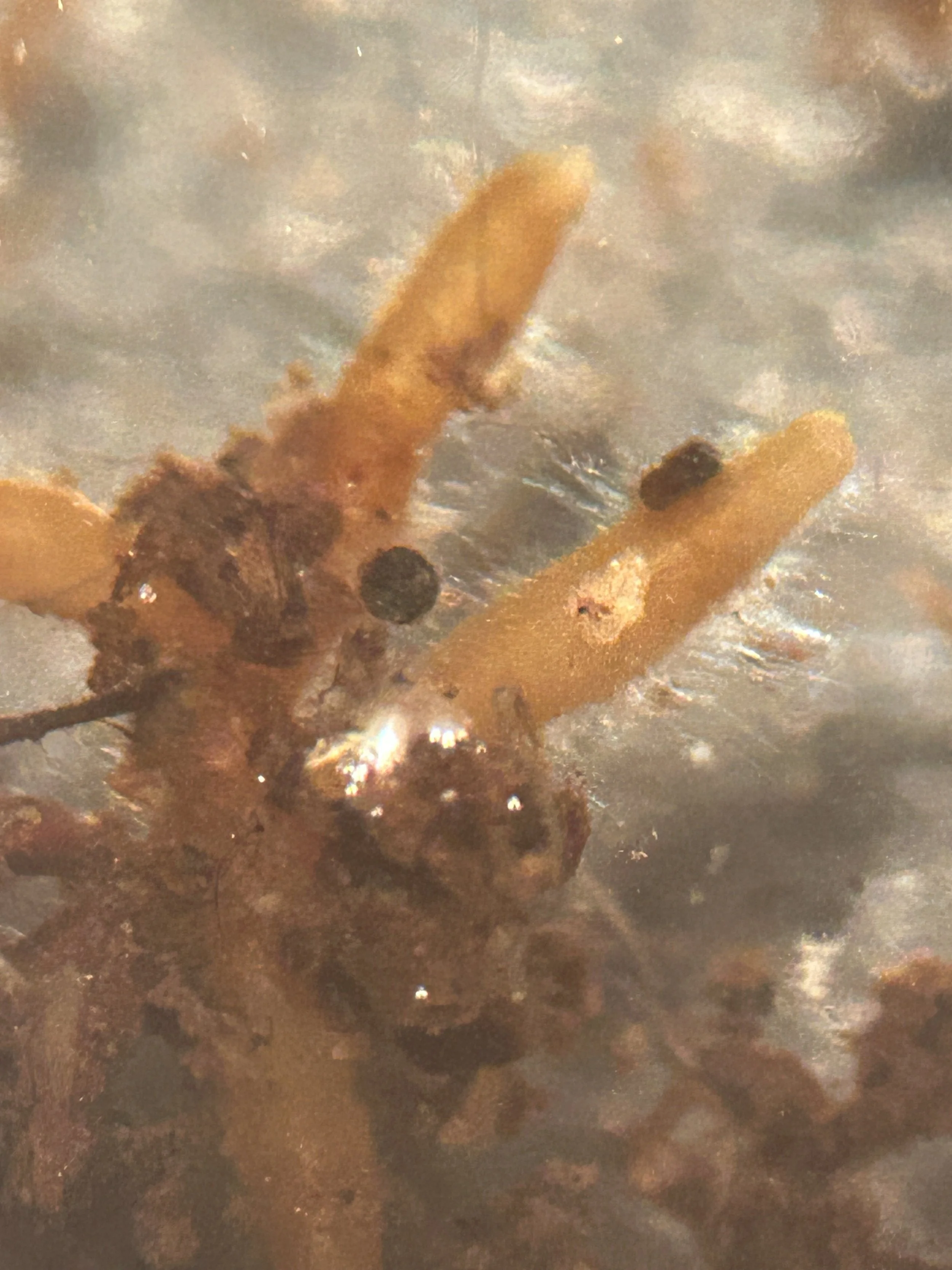Root tips showing white extraradical hyphae emanating from the mantle.