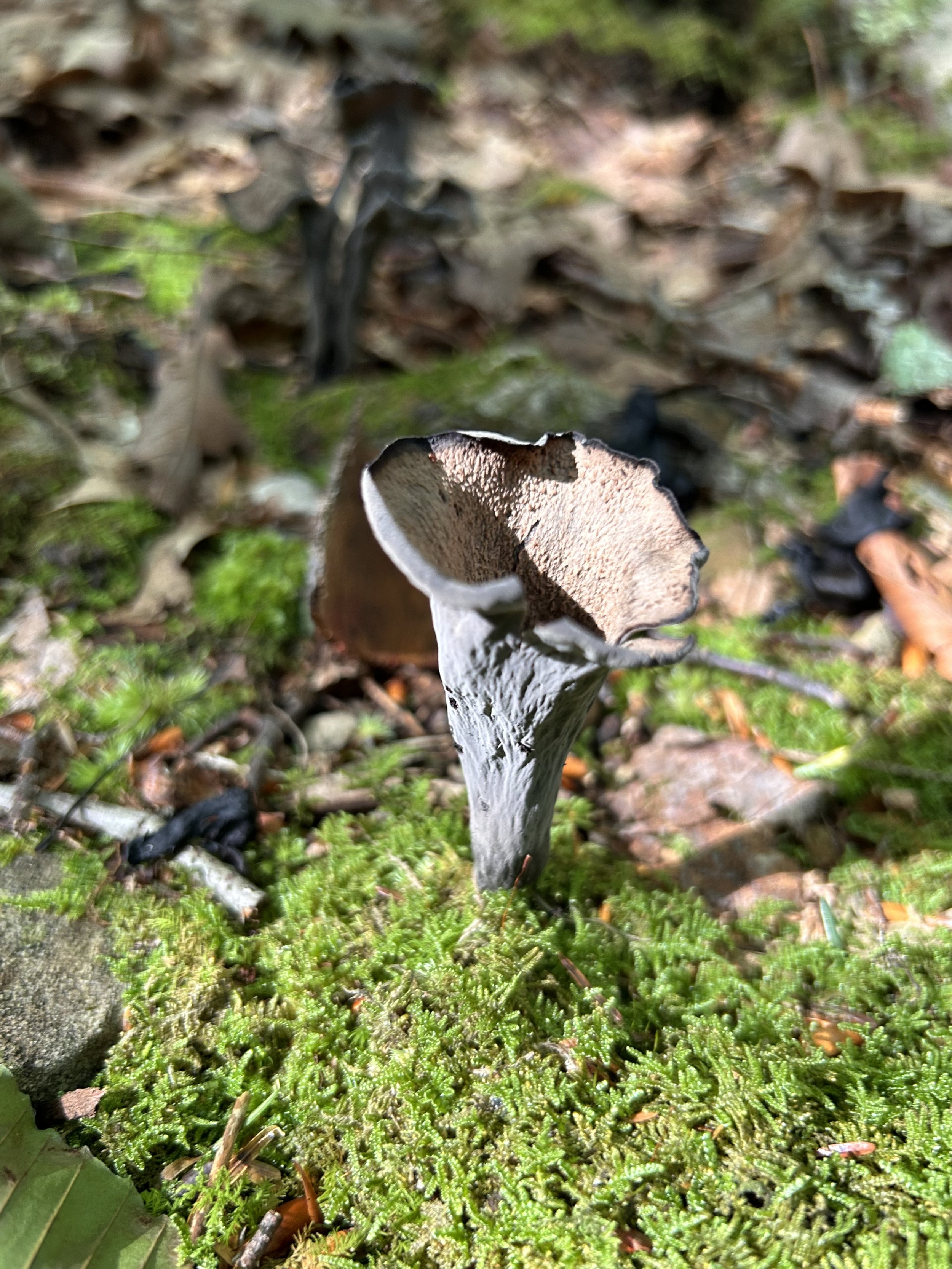 2026 May Mycoforestry Design Theory - Monday