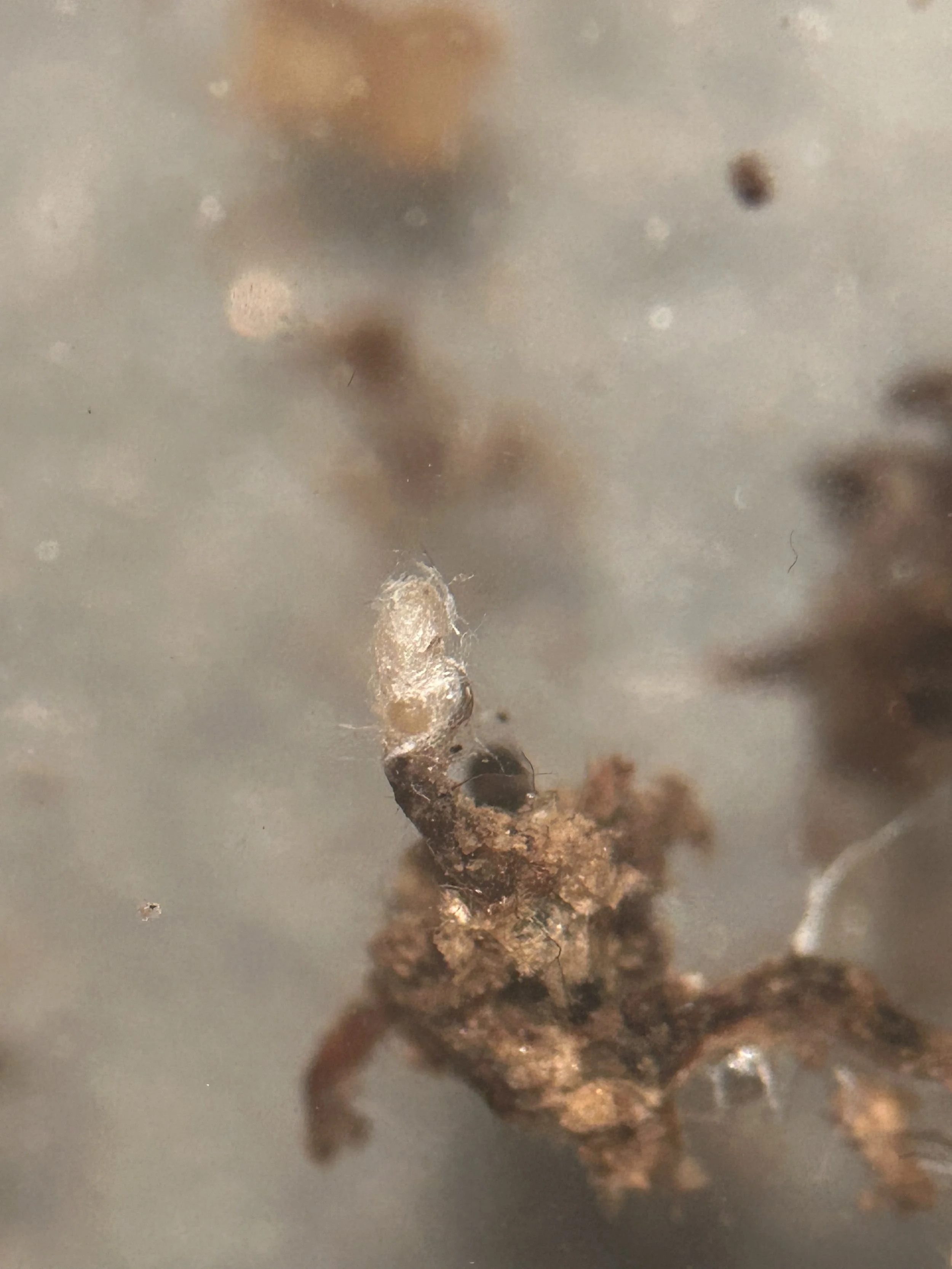 Unknown mycorrhizal fungus infecting a root tip, and producing thick white strands consistent with exploration types that form hyphal strands.