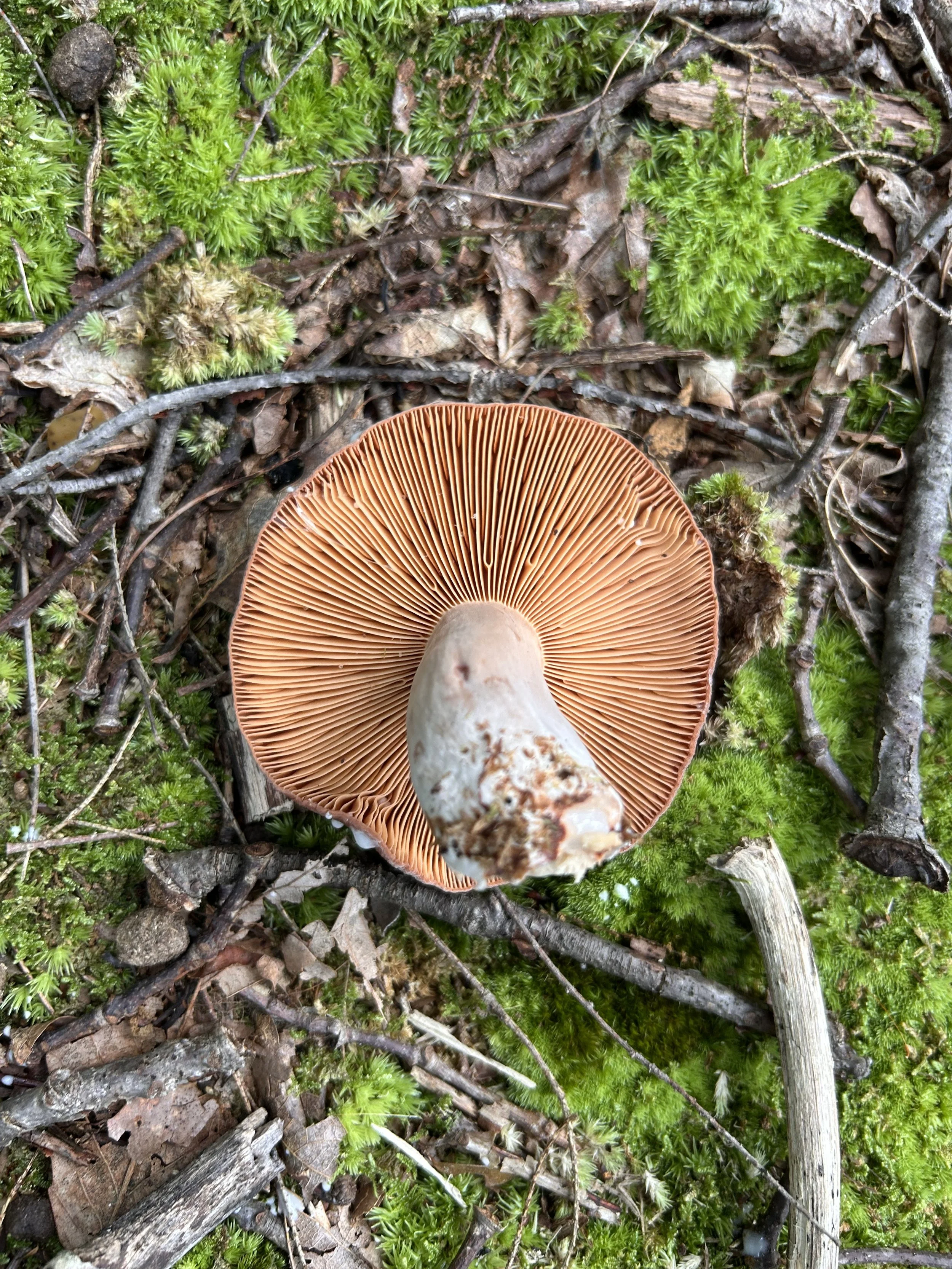 2026 May Mycoforestry Design Course - Wednesday