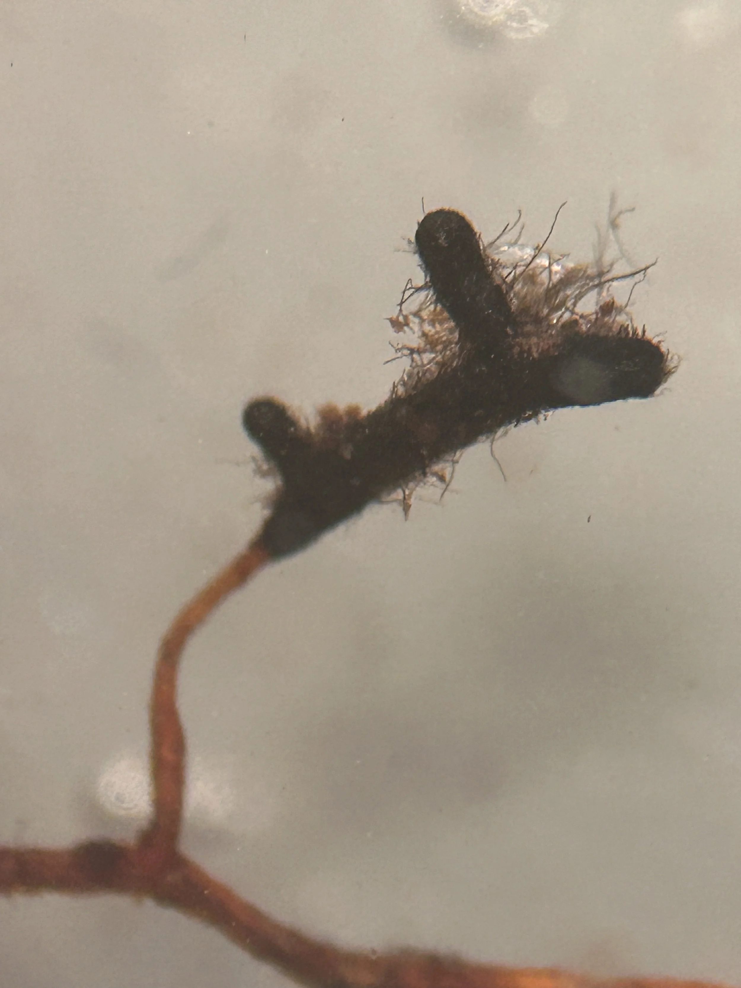 Close-up of a plant root with a highly melanized fungal partner colonizing the root tip.
