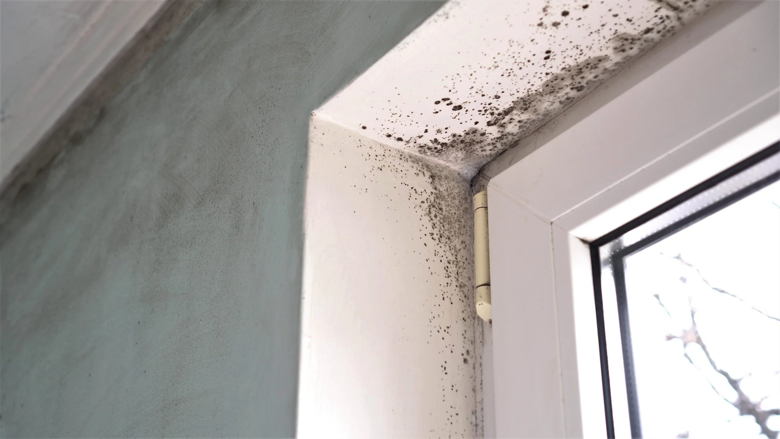 Household Mold/Fungi Screening
