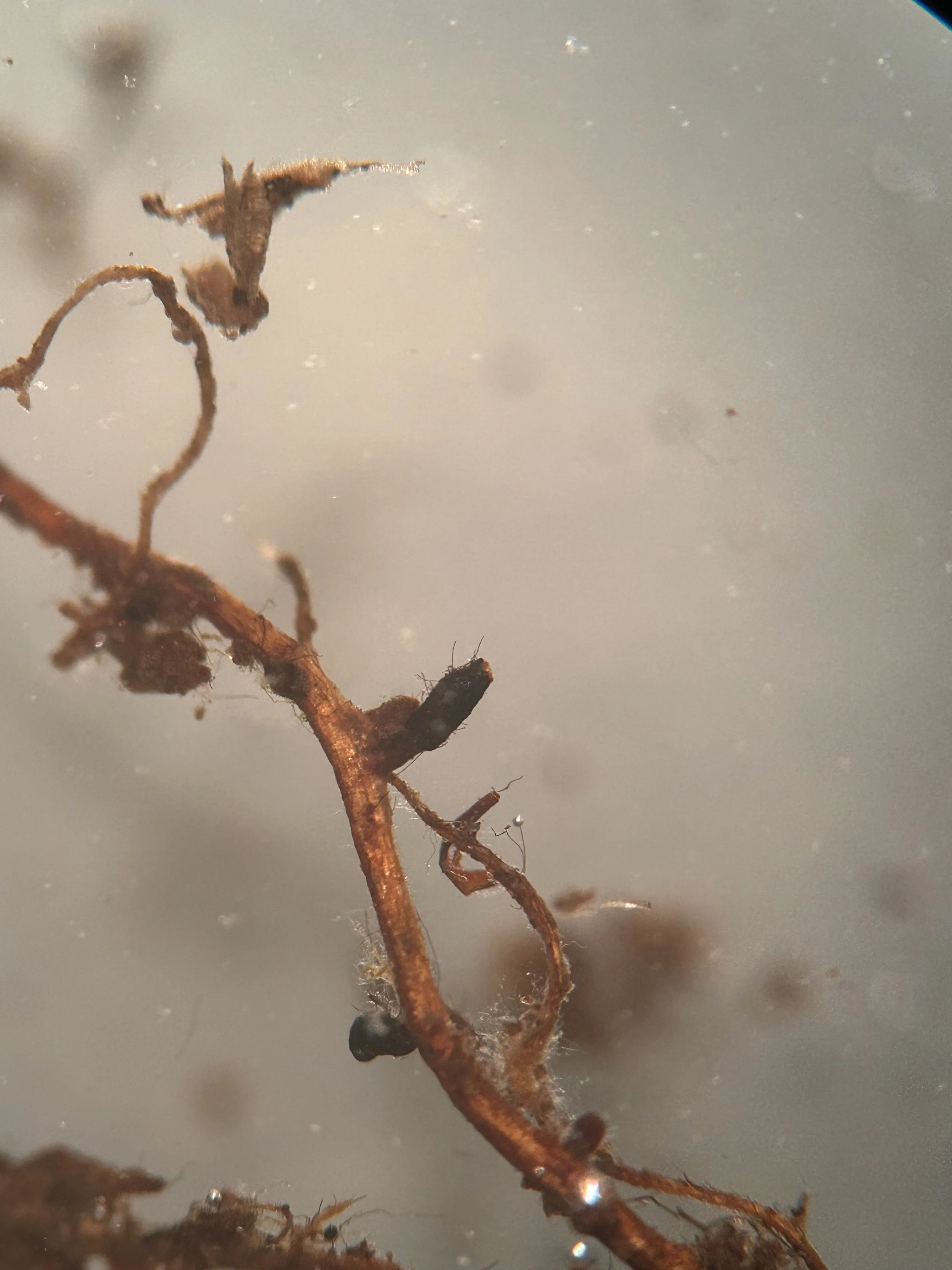 PCR Truffle Species Confirmation