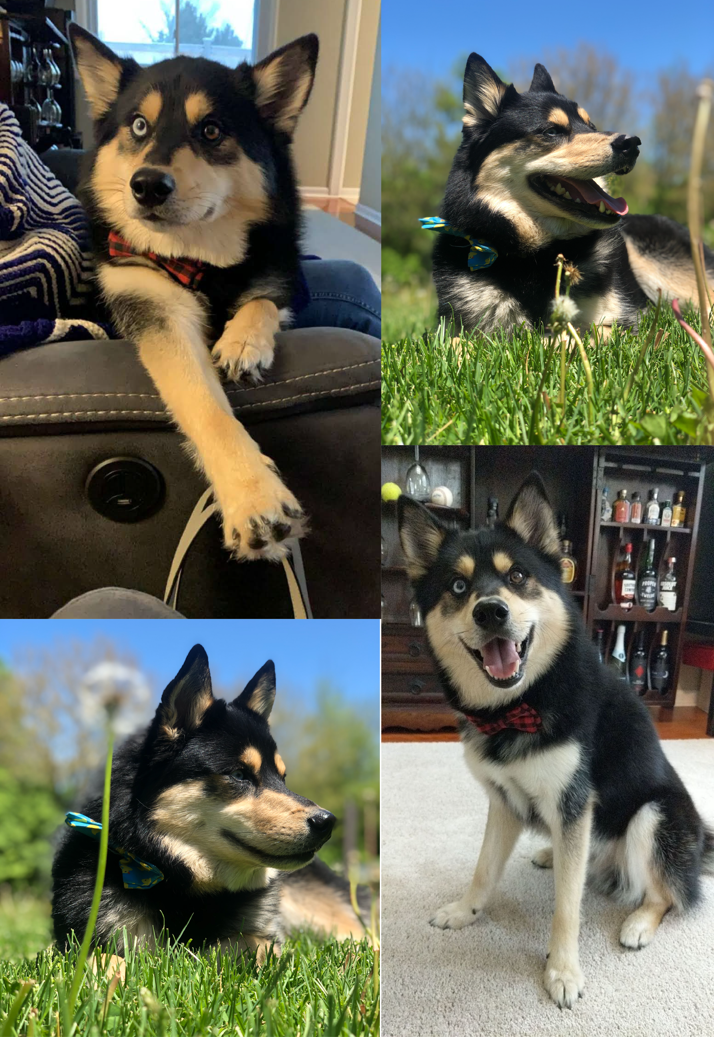 A collage of four photos of a cute black and tan Siberian Husky puppy with blue eyes in different settings. The puppy is indoors on a couch, lying on the grass outdoors, sitting near bottles on a shelf, and sitting on a carpet indoors.