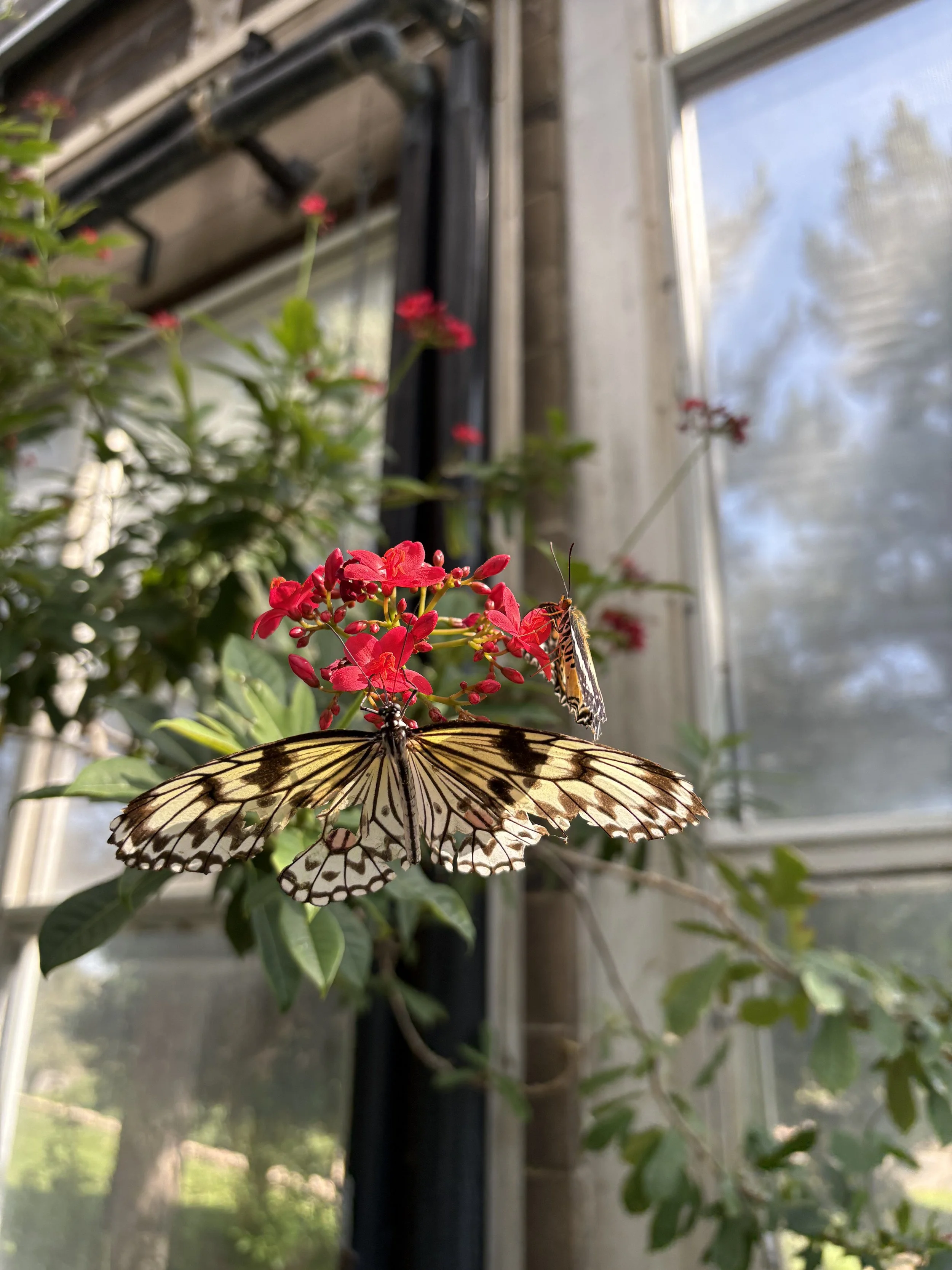 A butterfly and a moth on a pink flower inside a greenhouse, with a window and blue sky in the background.