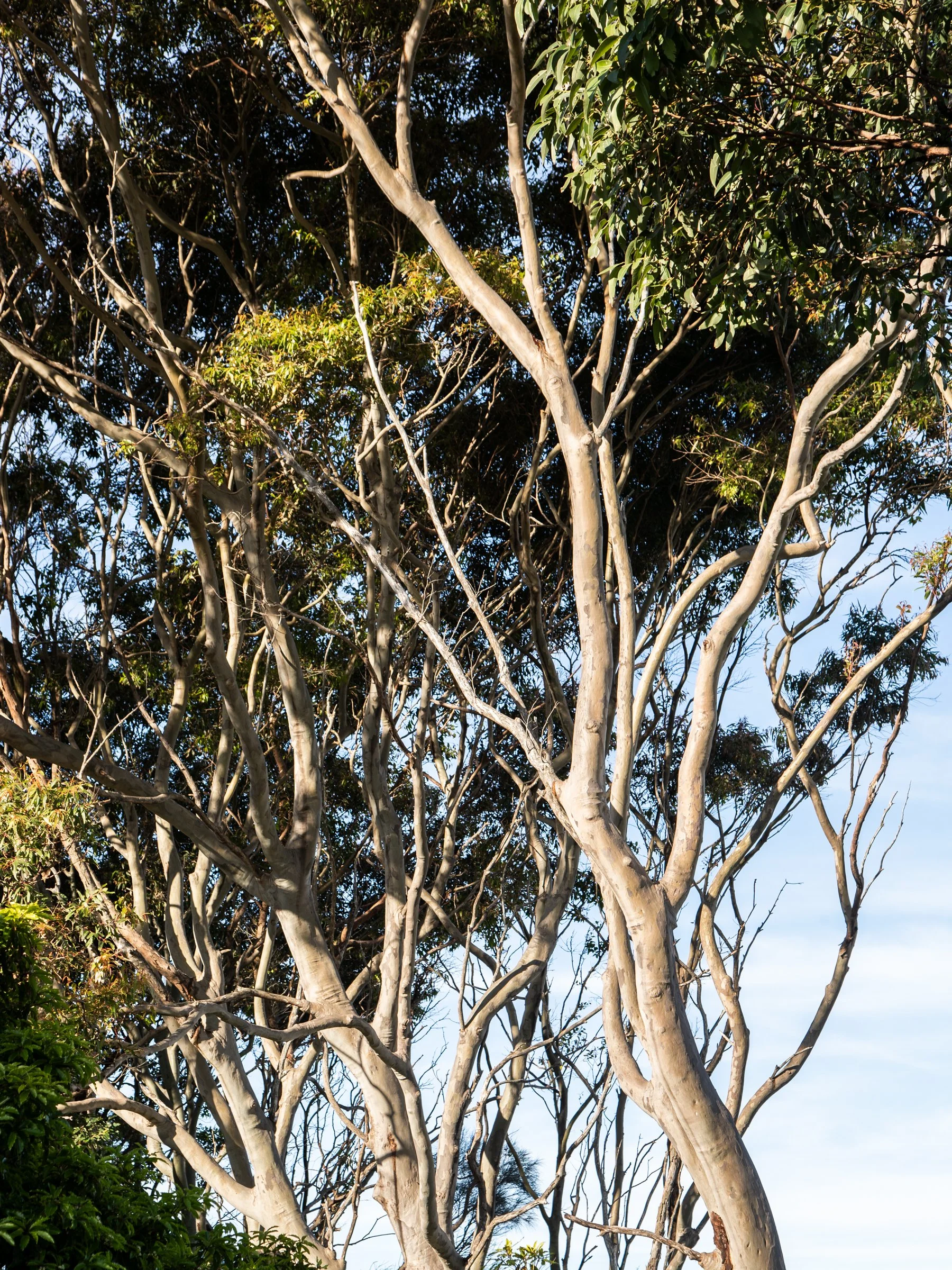 Tall trees with white bark and green leaves against a blue sky with some clouds.