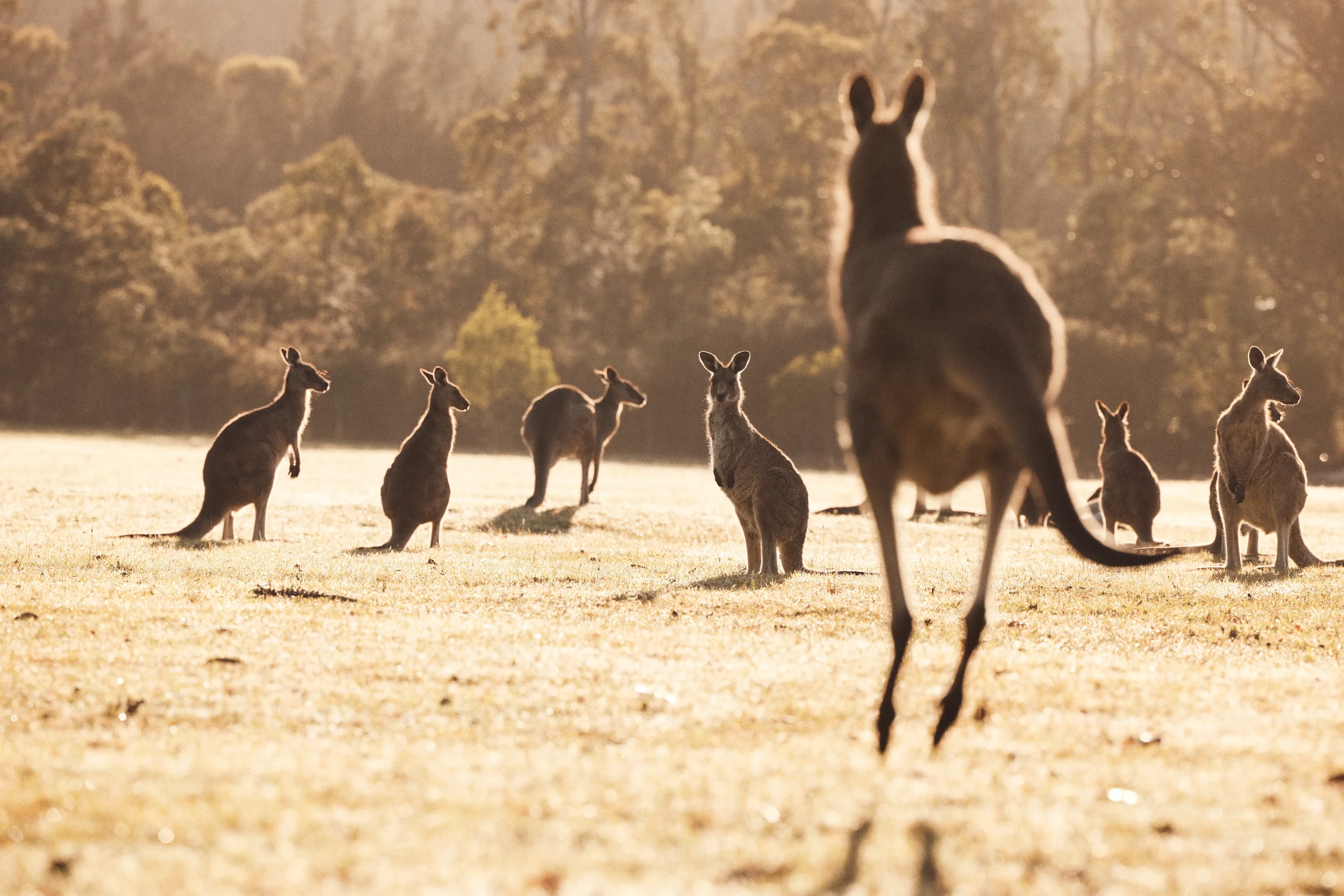 A large group of kangaroos, with one prominent in the foreground, standing and sitting on a grassy field during a sunny day.