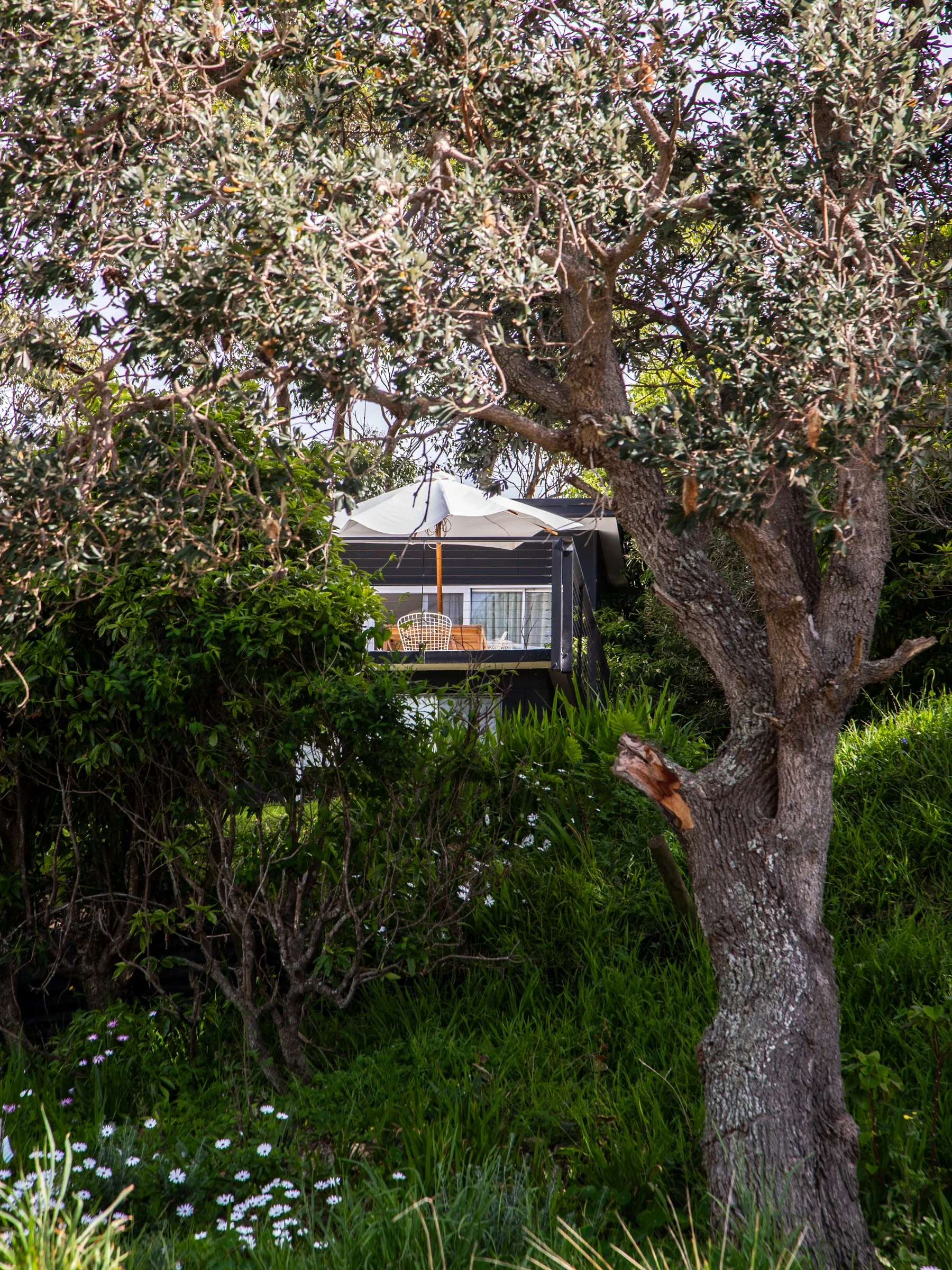 A yard with a large tree in the foreground, bushes and wildflowers on the ground, and a house with a deck and umbrella in the background.