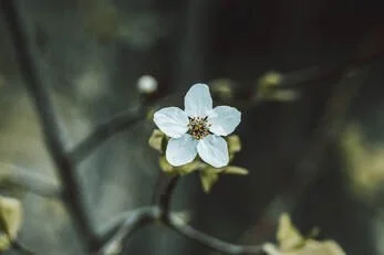 Close-up of a white flower with five petals and a dark center, on a dark background.