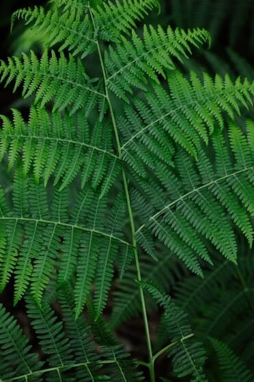 Close-up of a green fern leaf with multiple small leaflets.