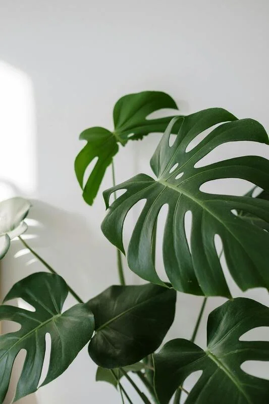 Close-up of green Monstera plant leaves with natural light on a white background.