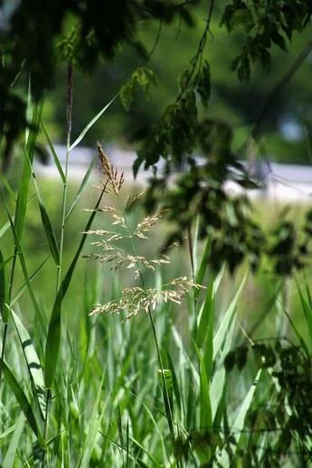 Close-up view of green grass and plants near a body of water, with trees overhead.