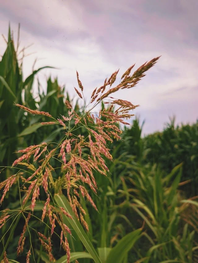 Close-up of pink and brown grass blades on a green cornfield with a cloudy sky in the background.