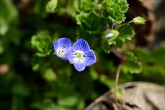 Small blue flowers with white centers surrounded by green leaves and rocks.