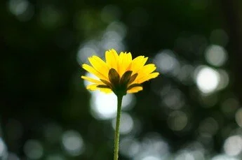 Yellow flower with a dark center against a blurred green background.