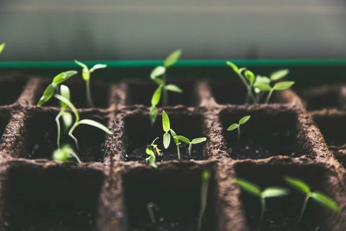 Young green seedlings sprouting in a black seed tray.