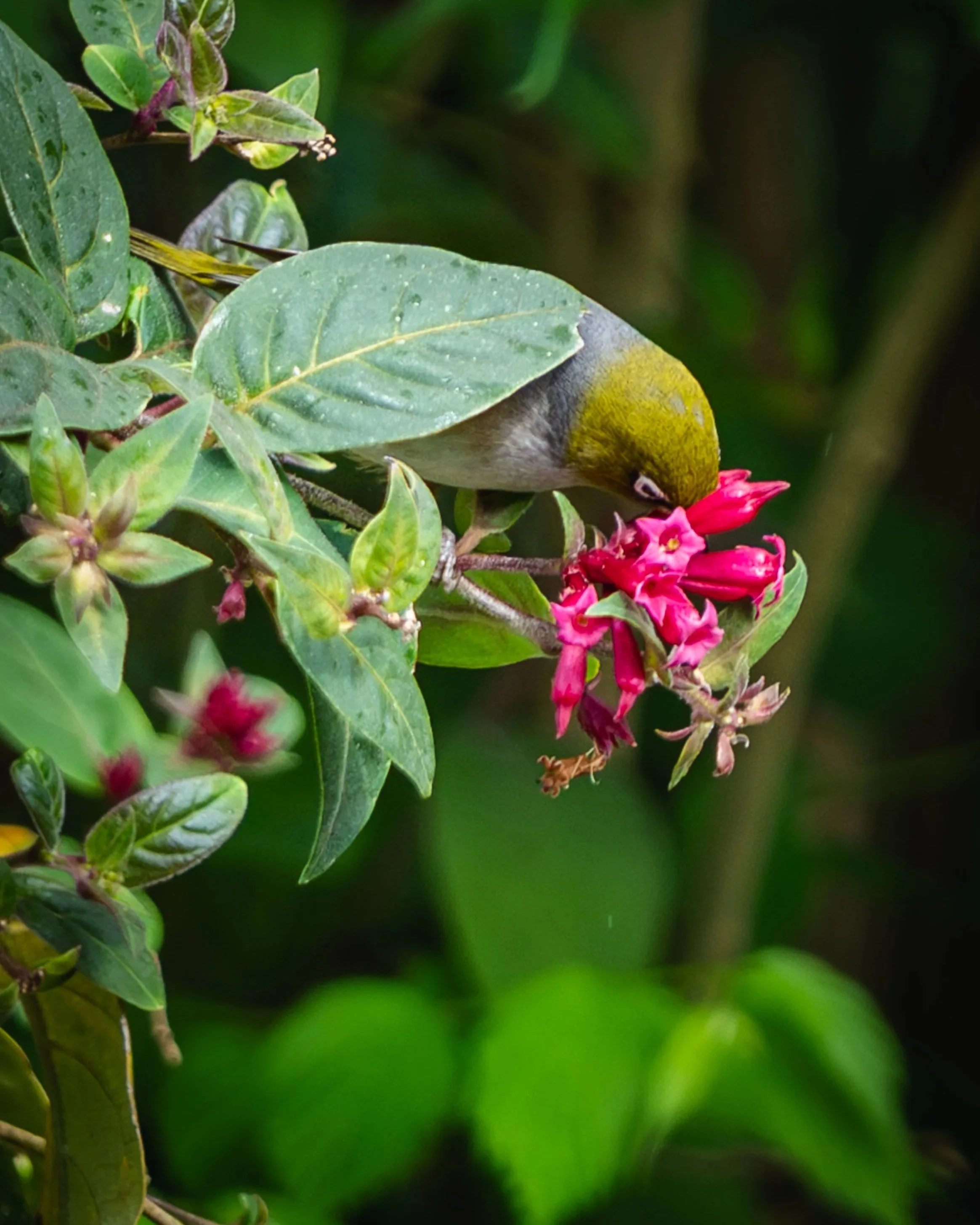 A small bird with olive green and yellow coloring pecks at bright pink flowers on a leafy shrub, surrounded by dark green foliage.