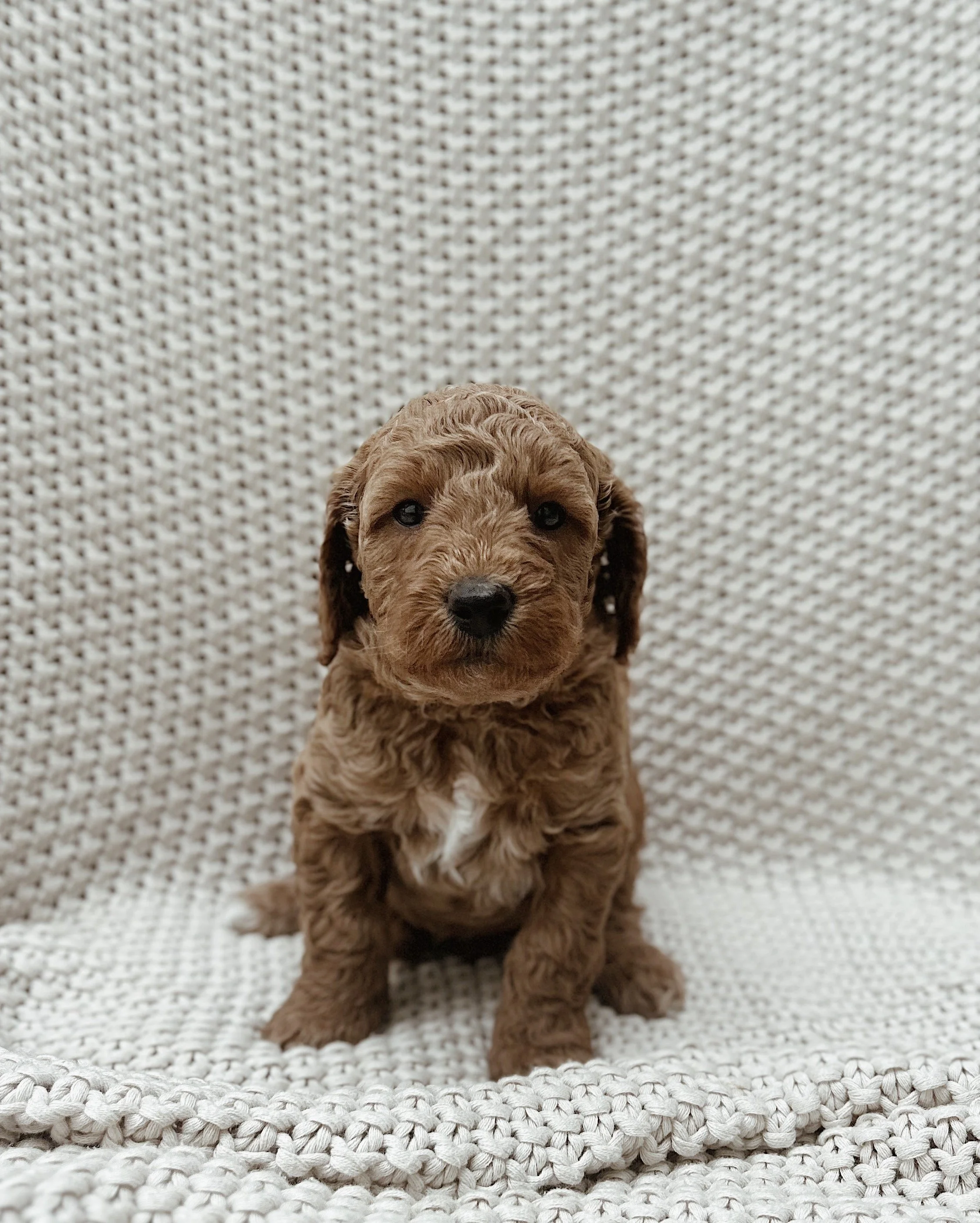 Linus, male - Reserved