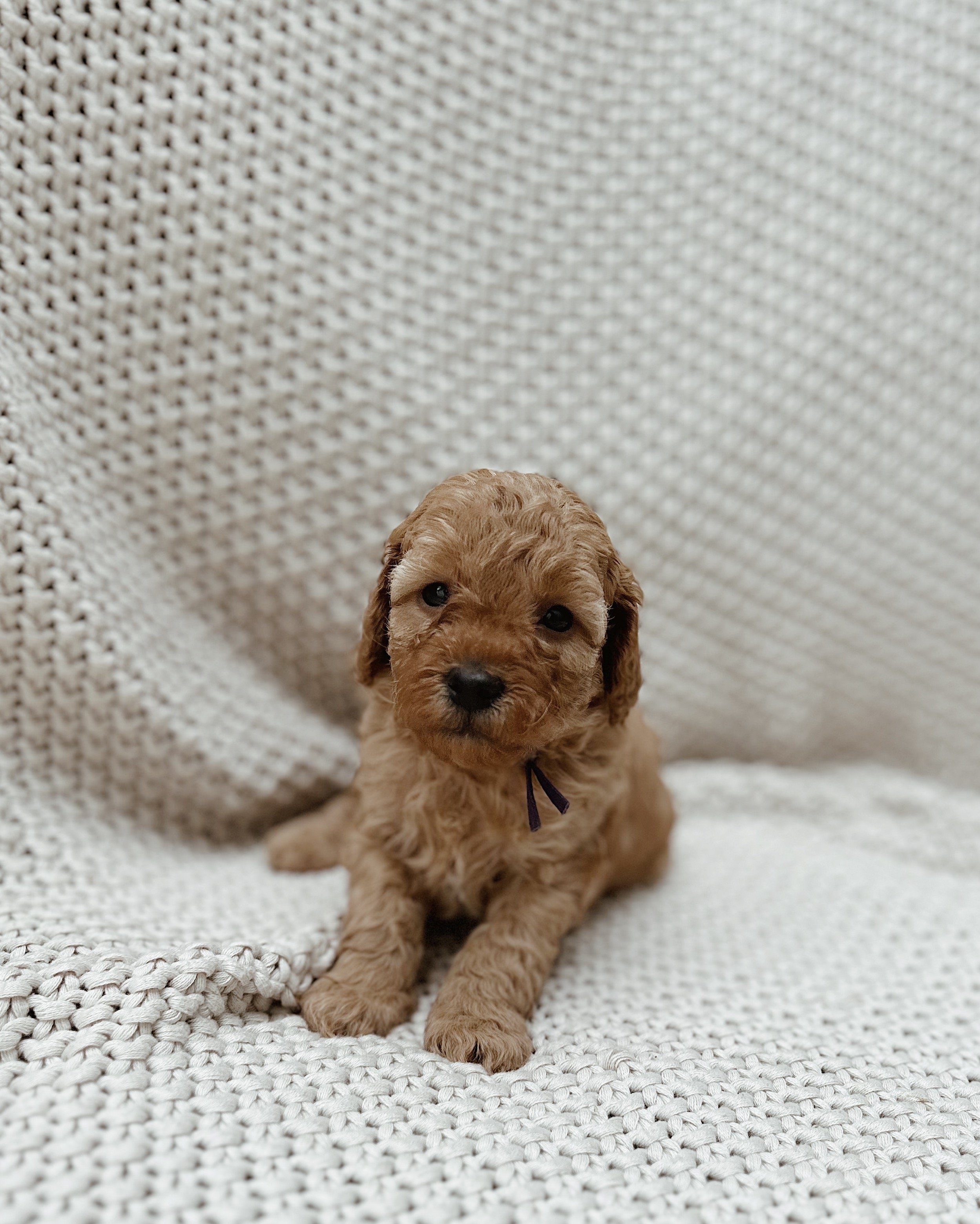 Lucy, female - Reserved