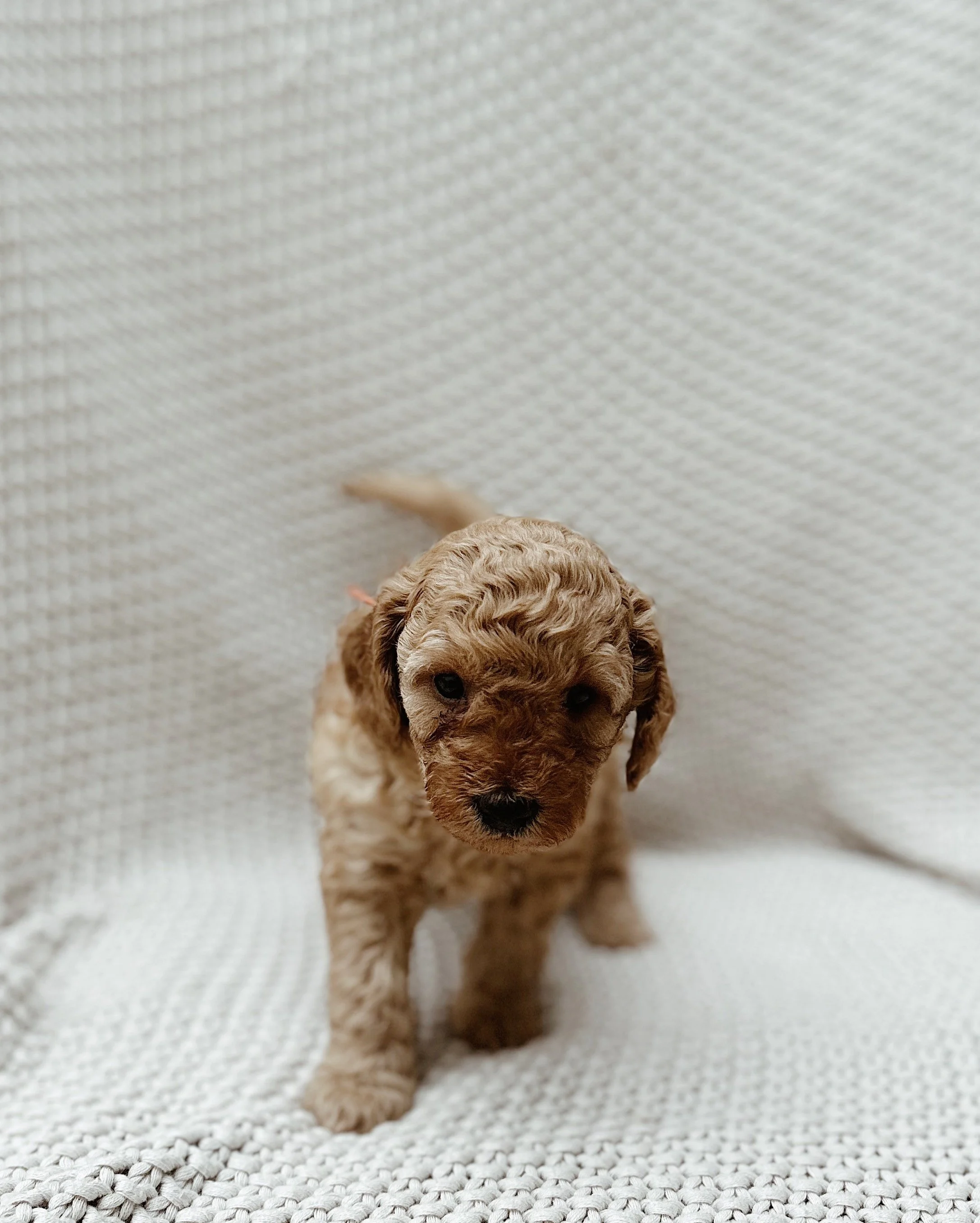 Charlie, male - Reserved