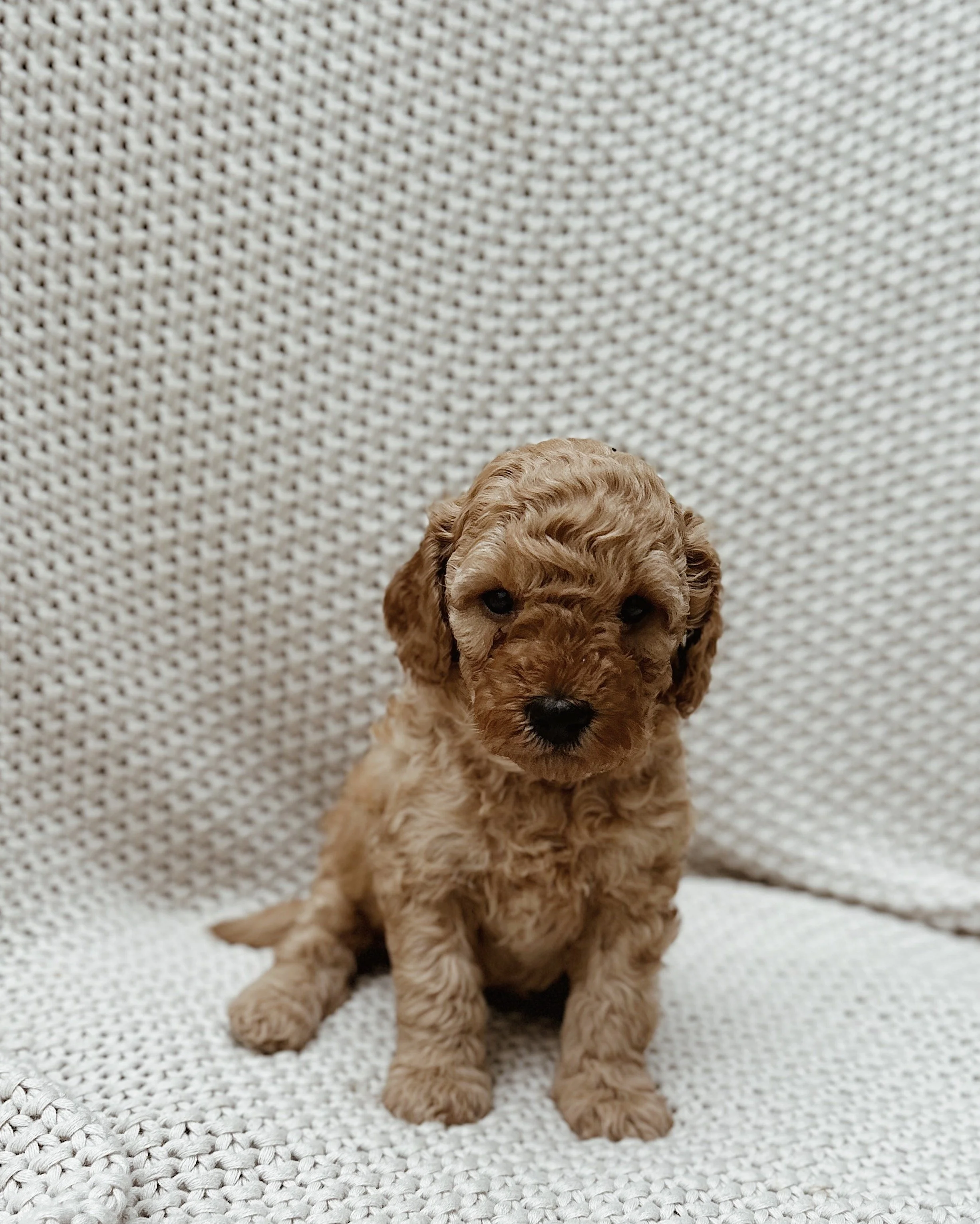 Sally, female - Reserved