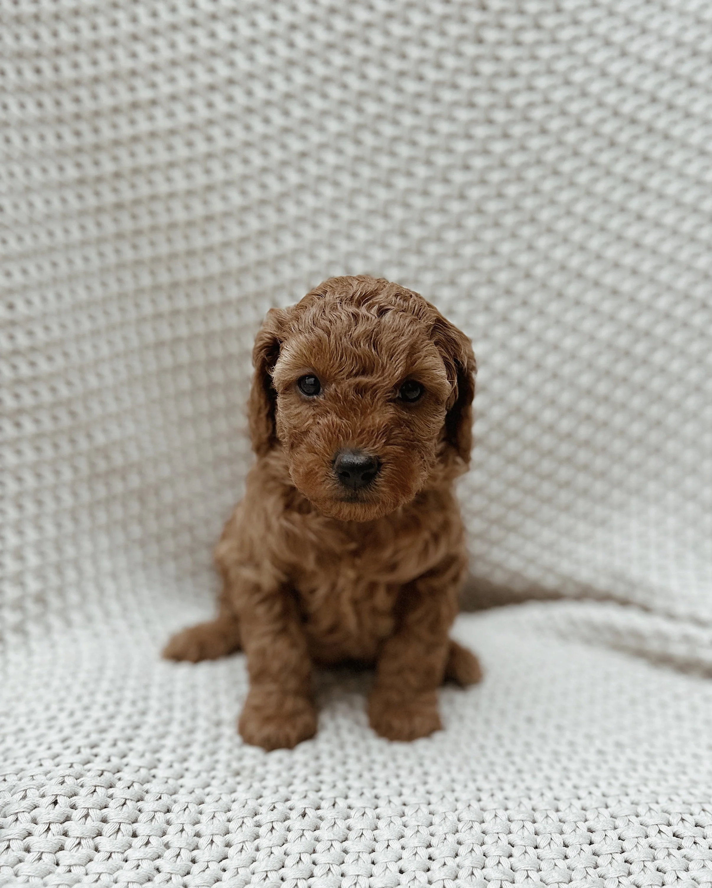 Marcie, female - Reserved