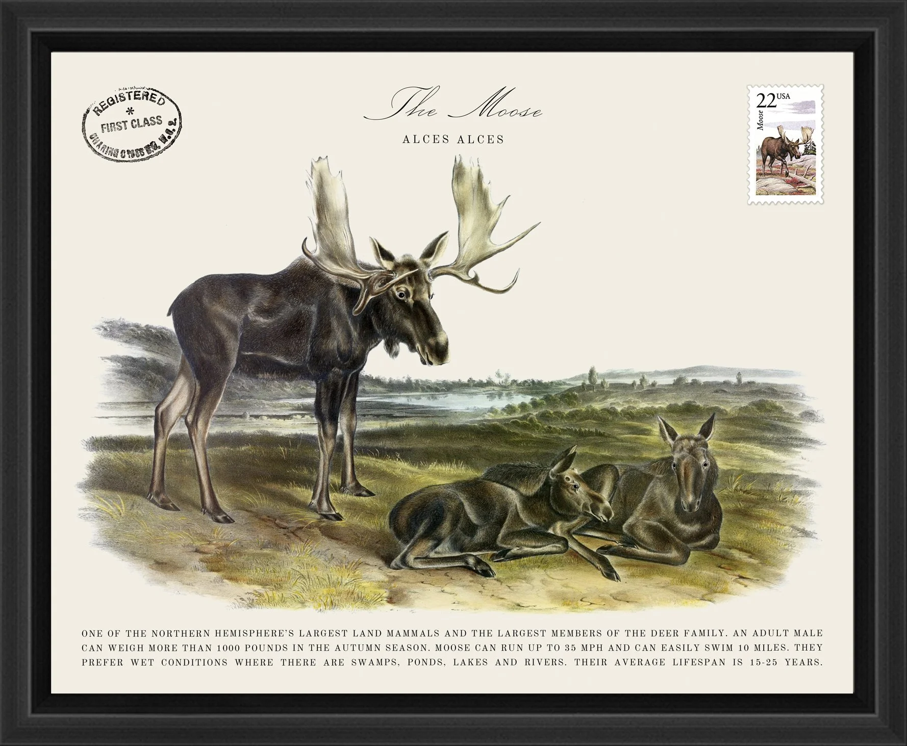 Wildlife Postal Collage Series: The Moose; 1987 North American Wildlife Stamp adhered to a metal print; 11" x 9" frame.