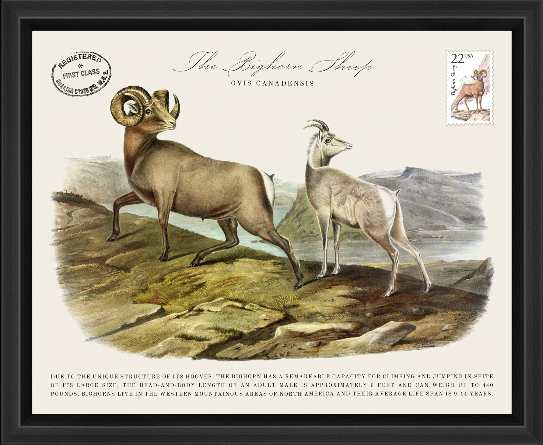 Wildlife Postal Collage Series: The Big Horn Sheep; 1987 North American Wildlife Stamp adhered to a metal print; 11" x 9" frame.