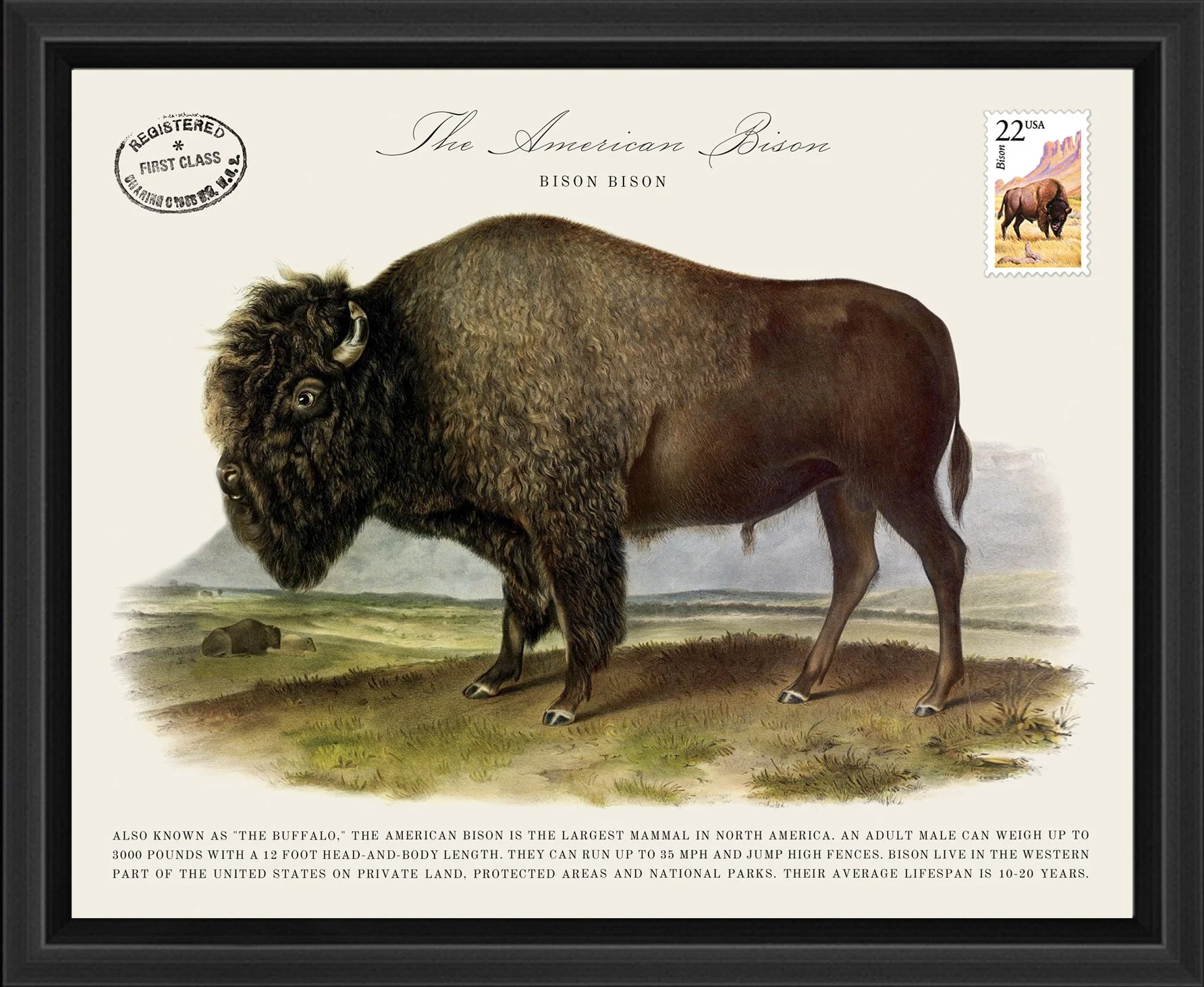 Wildlife Postal Collage Series: The American Bison; 1987 North American Wildlife Stamp adhered to a metal print; 11" x 9" frame.