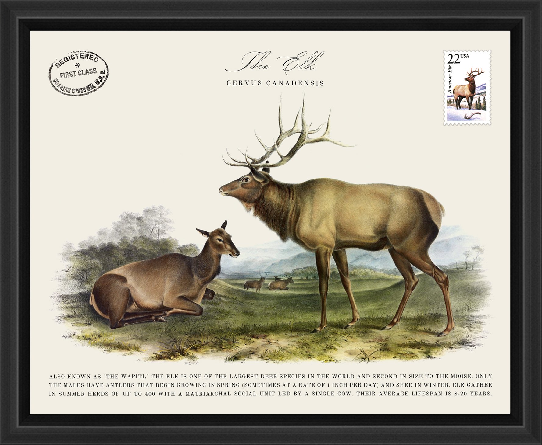 Wildlife Postal Collage Series: The Elk; 1987 North American Wildlife Stamp adhered to a metal print; 11" x 9" frame.