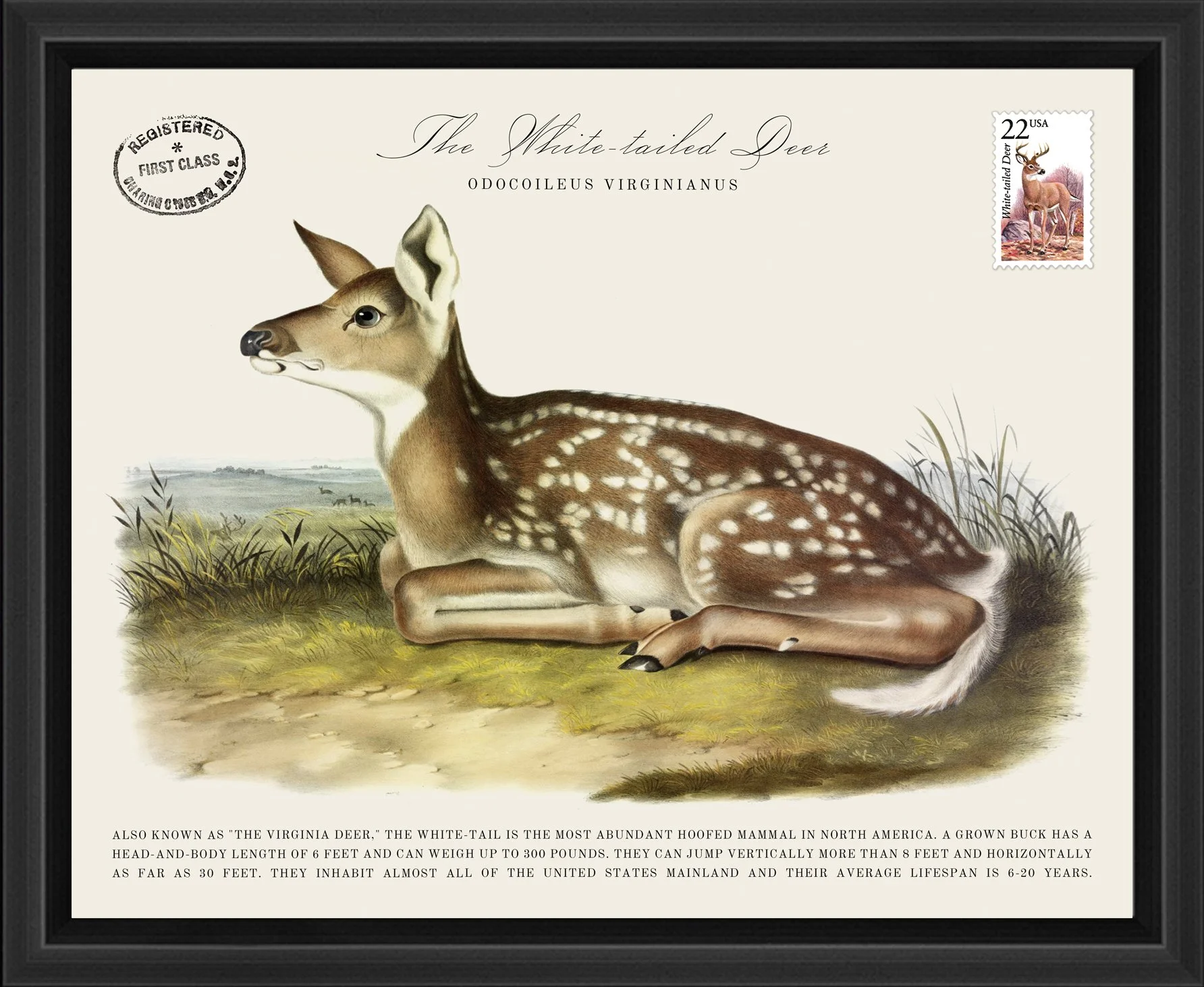 Wildlife Postal Collage Series: The White-tailed Deer; 1987 North American Wildlife Stamp adhered to a metal print; 11" x 9" frame.
