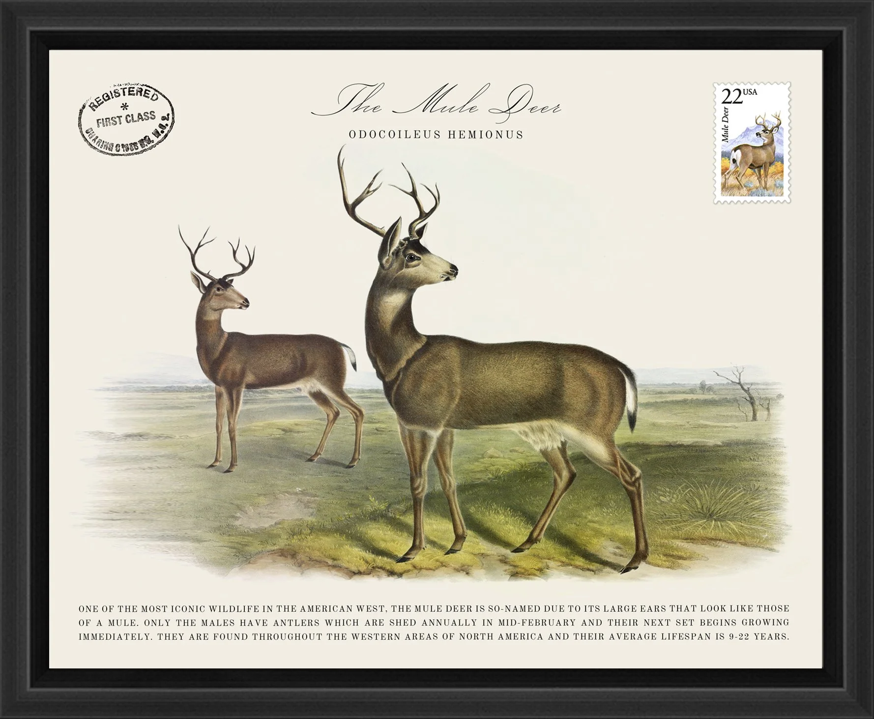 Wildlife Postal Collage Series: The Mule Deer; 1987 North American Wildlife Stamp adhered to a metal print; 11" x 9" frame.