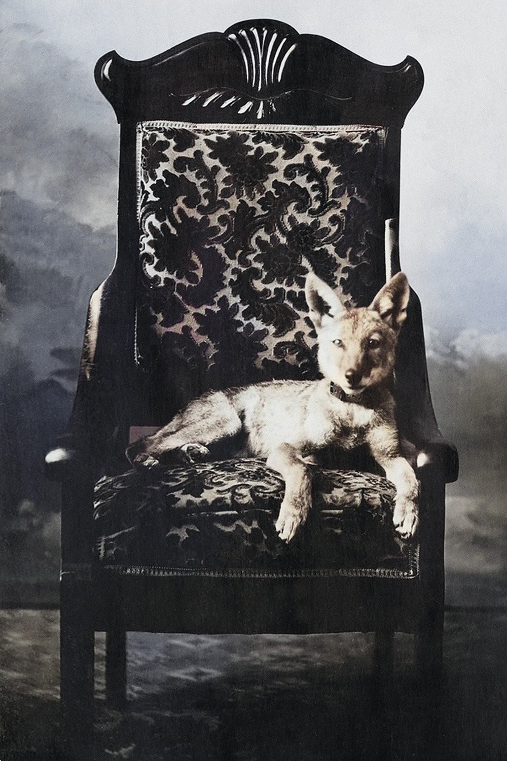 The Coyote - colorized