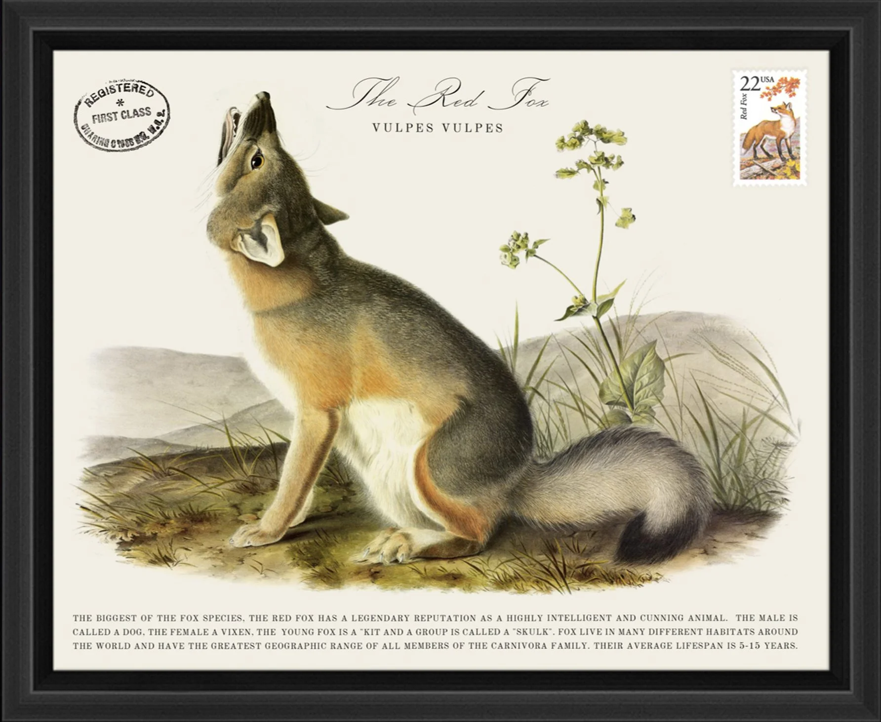 Wildlife Postal Collage Series: The Red Fox; 1987 North American Wildlife Stamp adhered to a metal print; 11" x 9" frame.