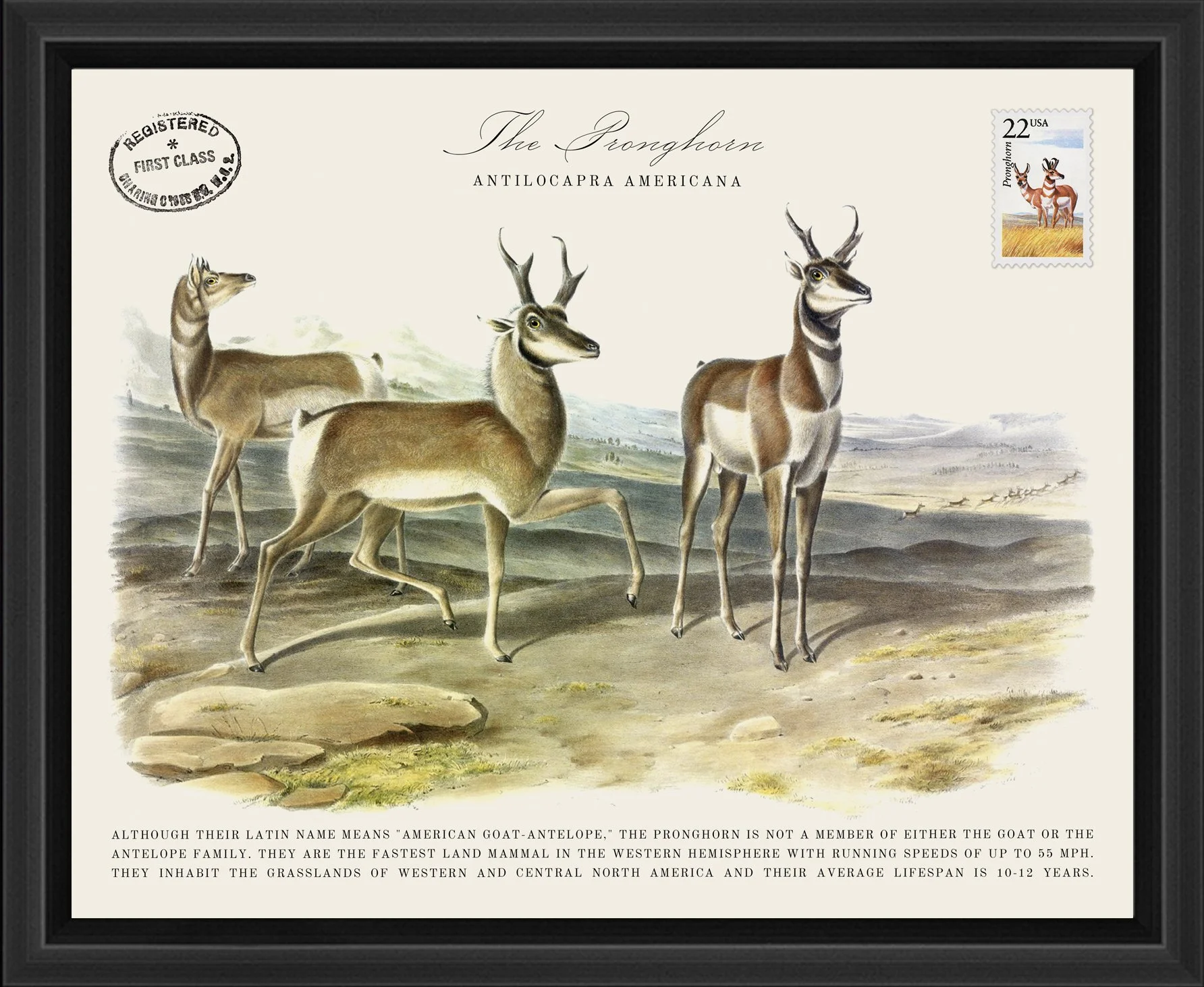 Wildlife Postal Collage Series: The Pronghorn; 1987 North American Wildlife Stamp adhered to a metal print; 11" x 9" frame.