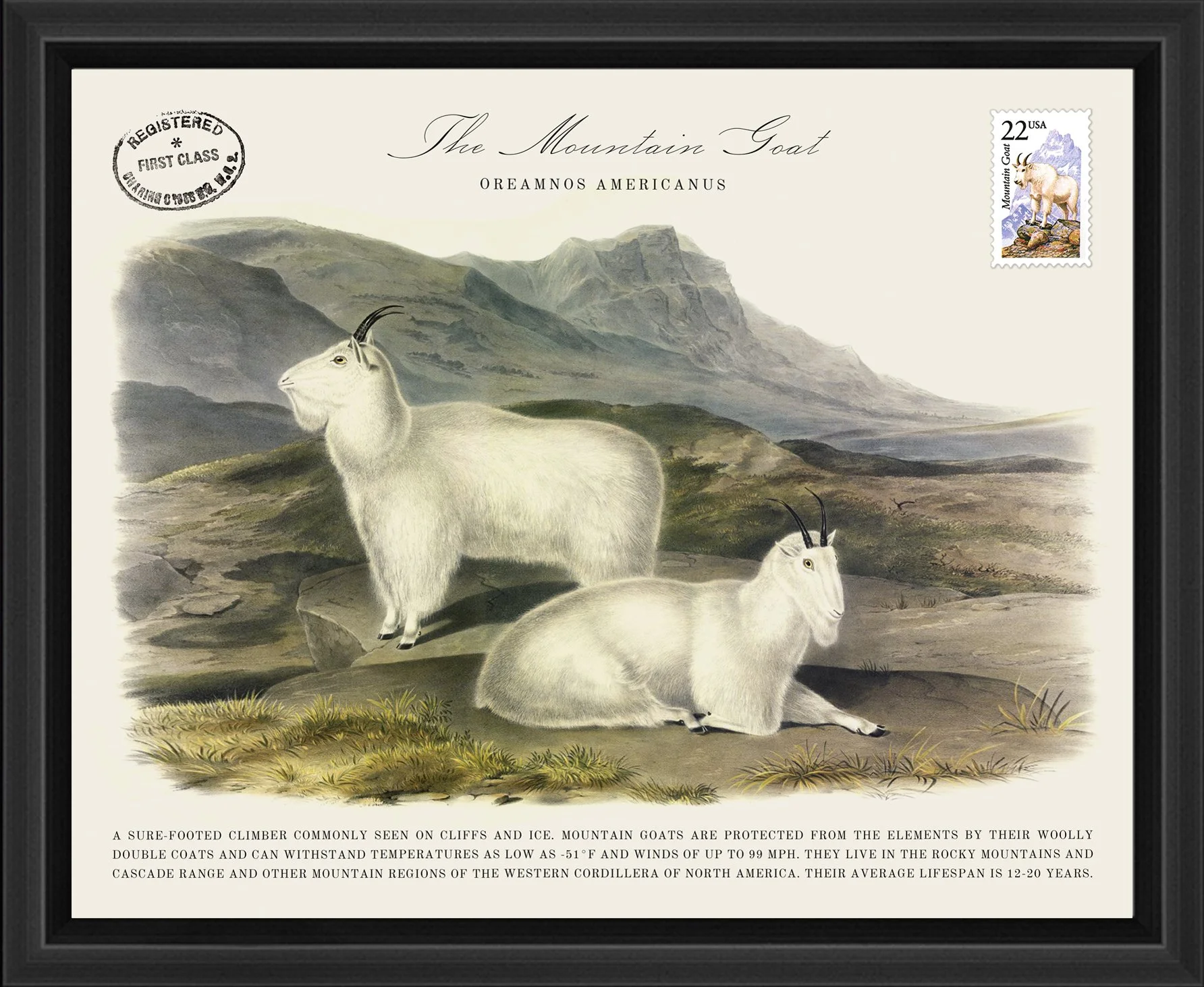 Wildlife Postal Collage Series: The Mountain Goat; 1987 North American Wildlife Stamp adhered to a metal print; 11" x 9" frame.