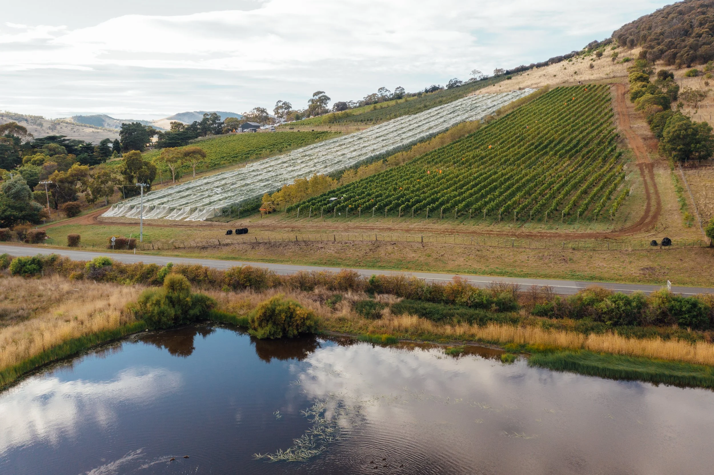 GSEIS _Butchers Hill Richmond_photo credit Pooley Wines_HighRes.jpg