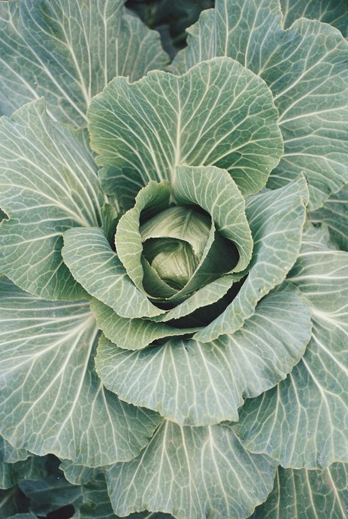 Close-up of a green cabbage plant with detailed, veined leaves.
