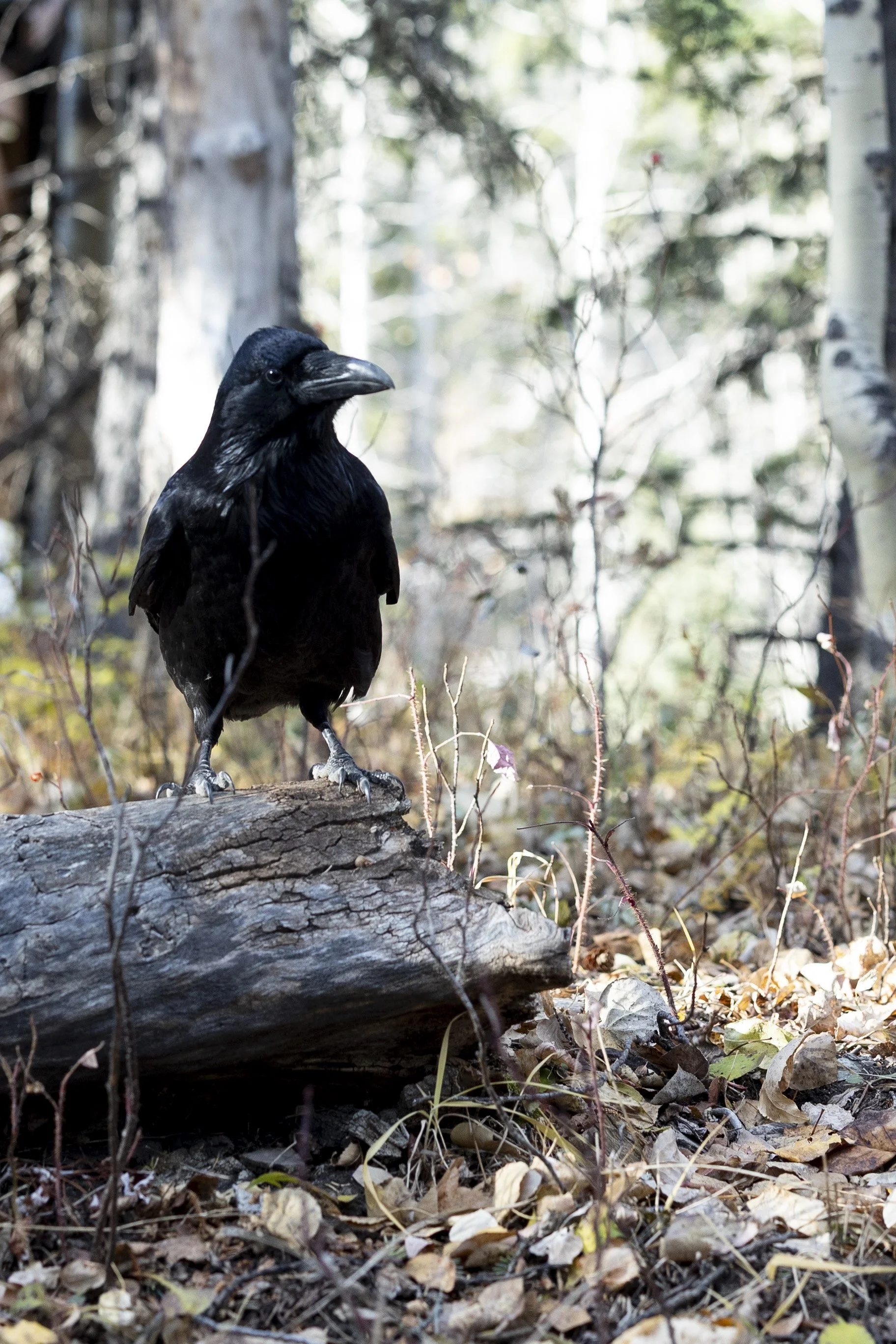 A black bird, likely a raven or crow, standing on a fallen log in a forest with a mix of leafless and green trees in the background.